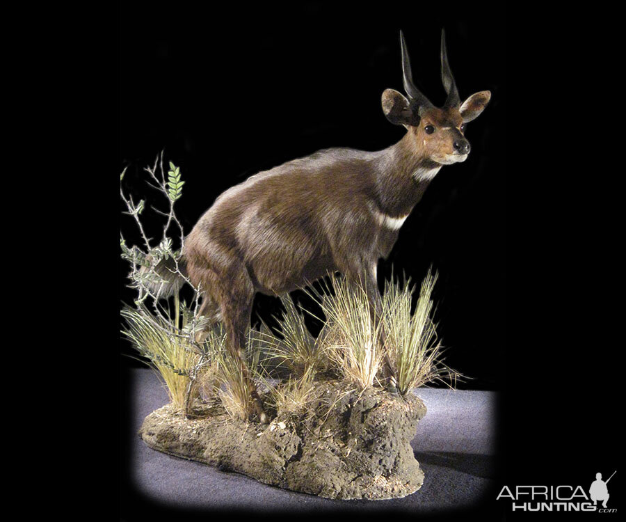 Bushbuck Full Mount Taxidermy