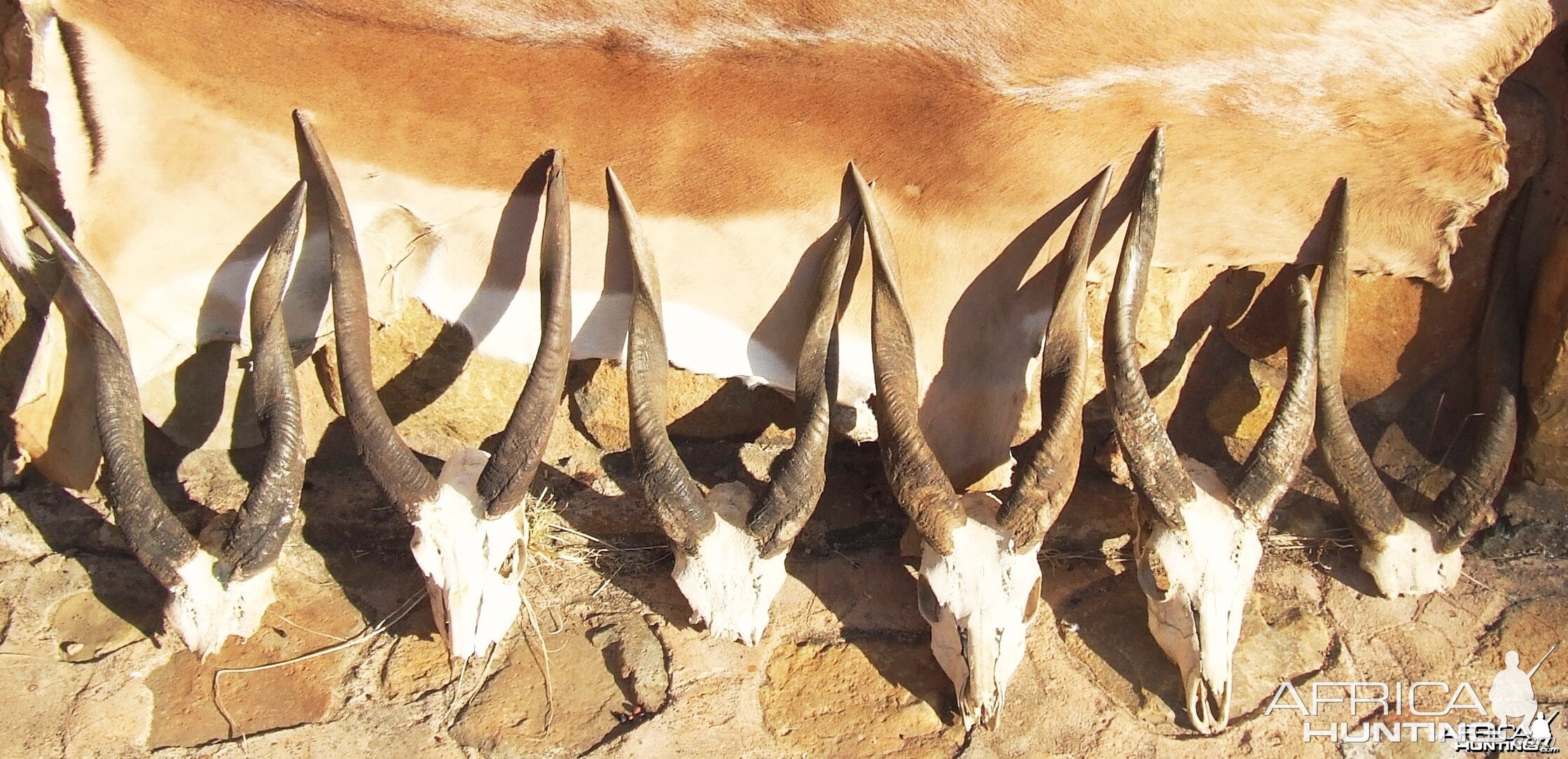 Bushbuck horns collection