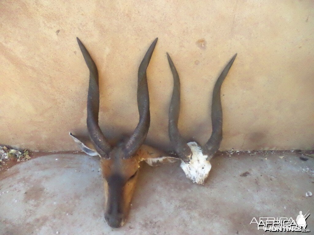 Bushbuck horns - left, retrieved from leopard catch and right  was hunted