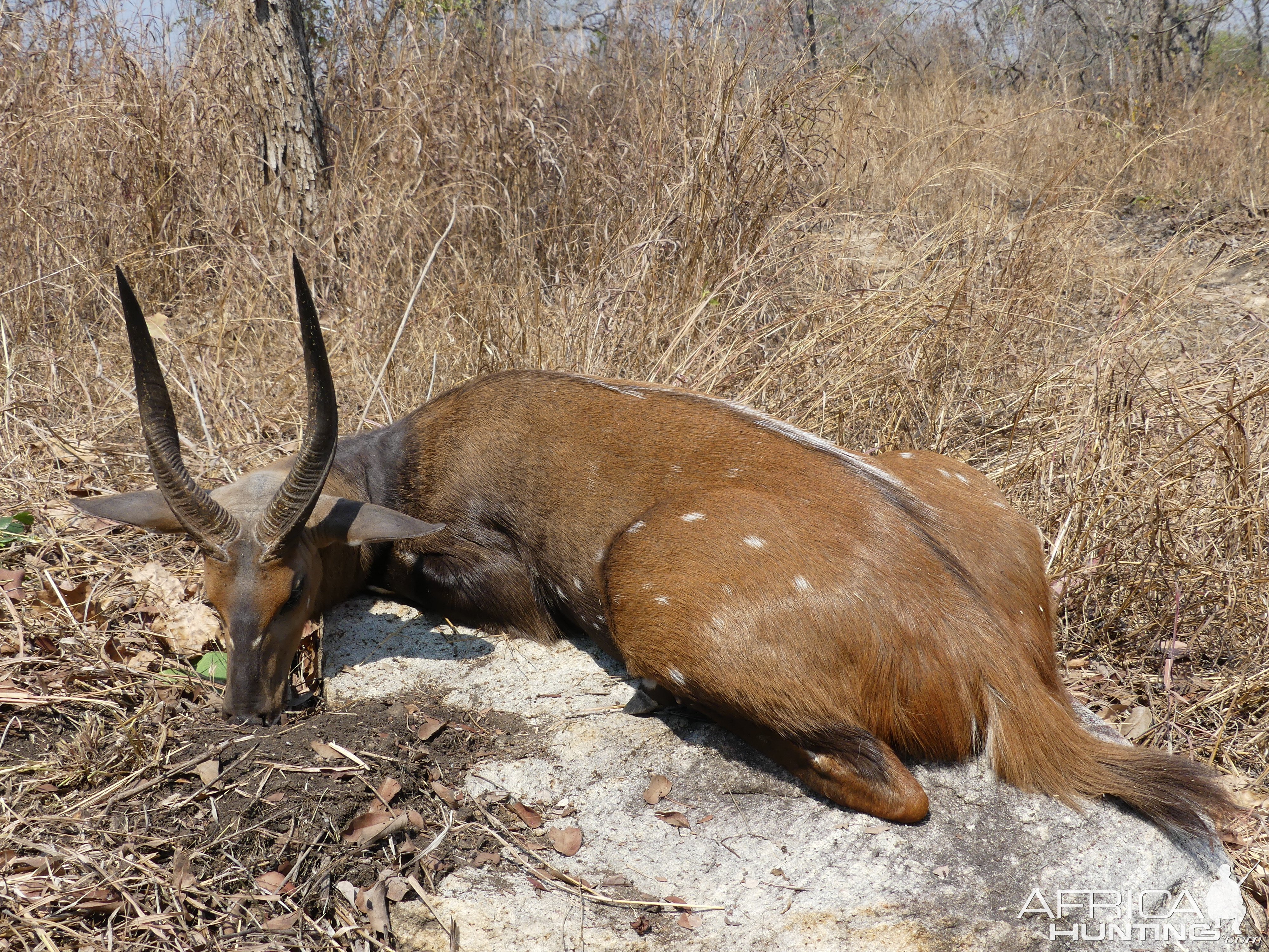 Bushbuck Hunt Coutada Mozambique