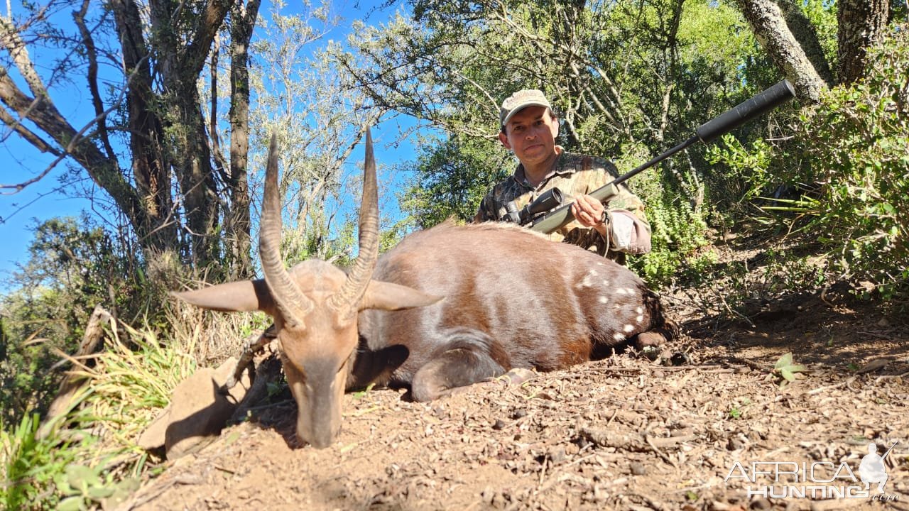 Bushbuck Hunt Eastern Cape South Africa