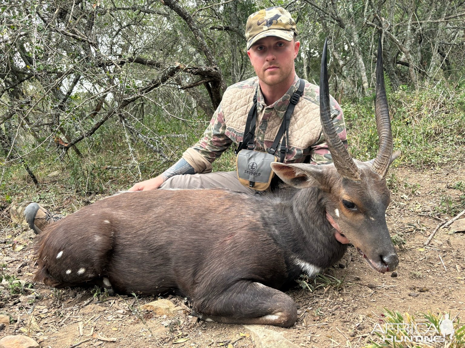 Bushbuck Hunt Eastern Cape South Africa