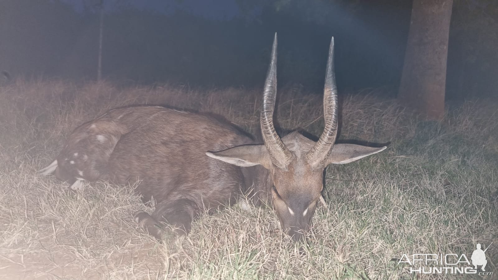 Bushbuck Hunt Eastern Cape South Africa