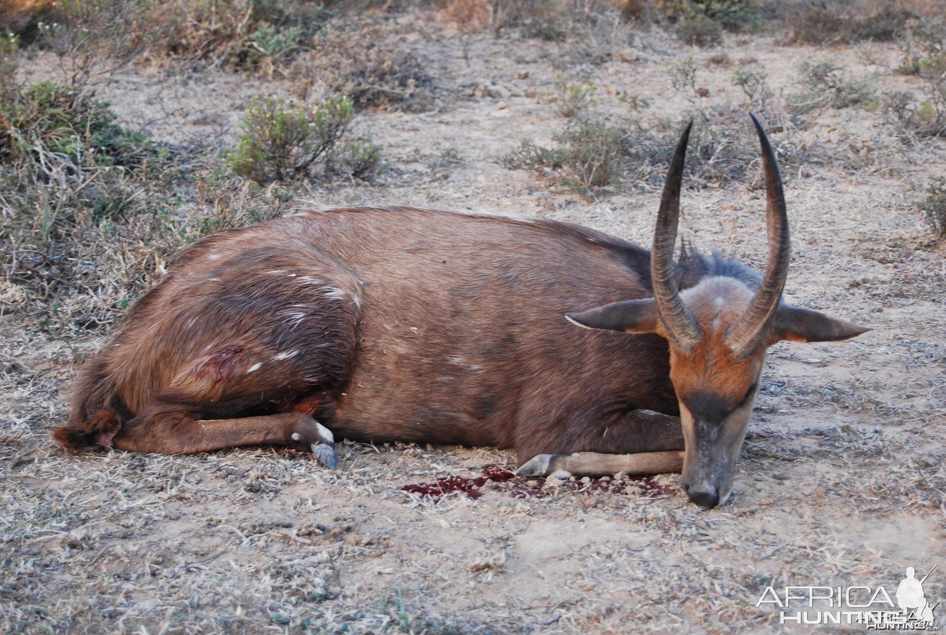 Bushbuck Hunt in Eastern Cape