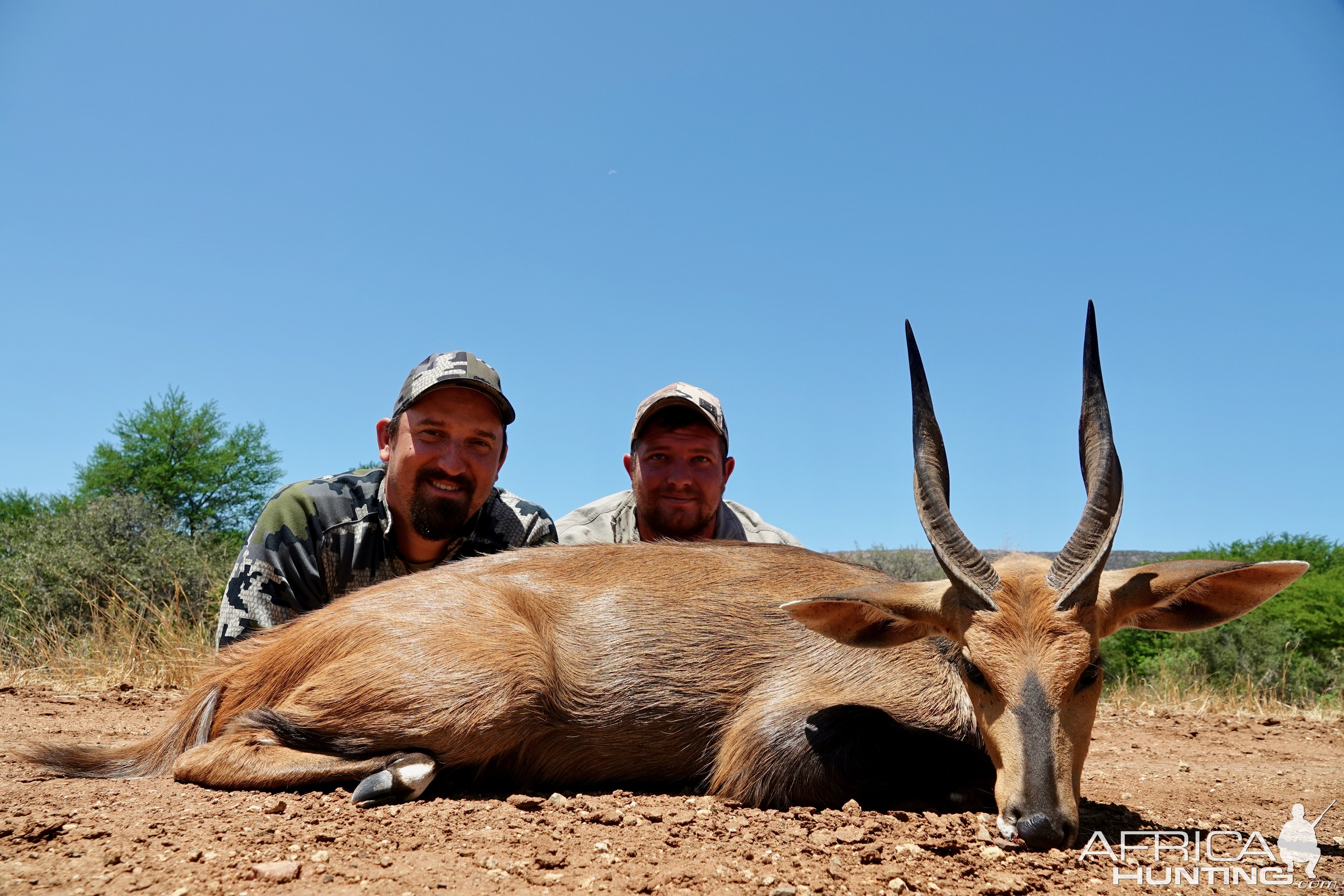 Bushbuck Hunt Limpopo South Africa