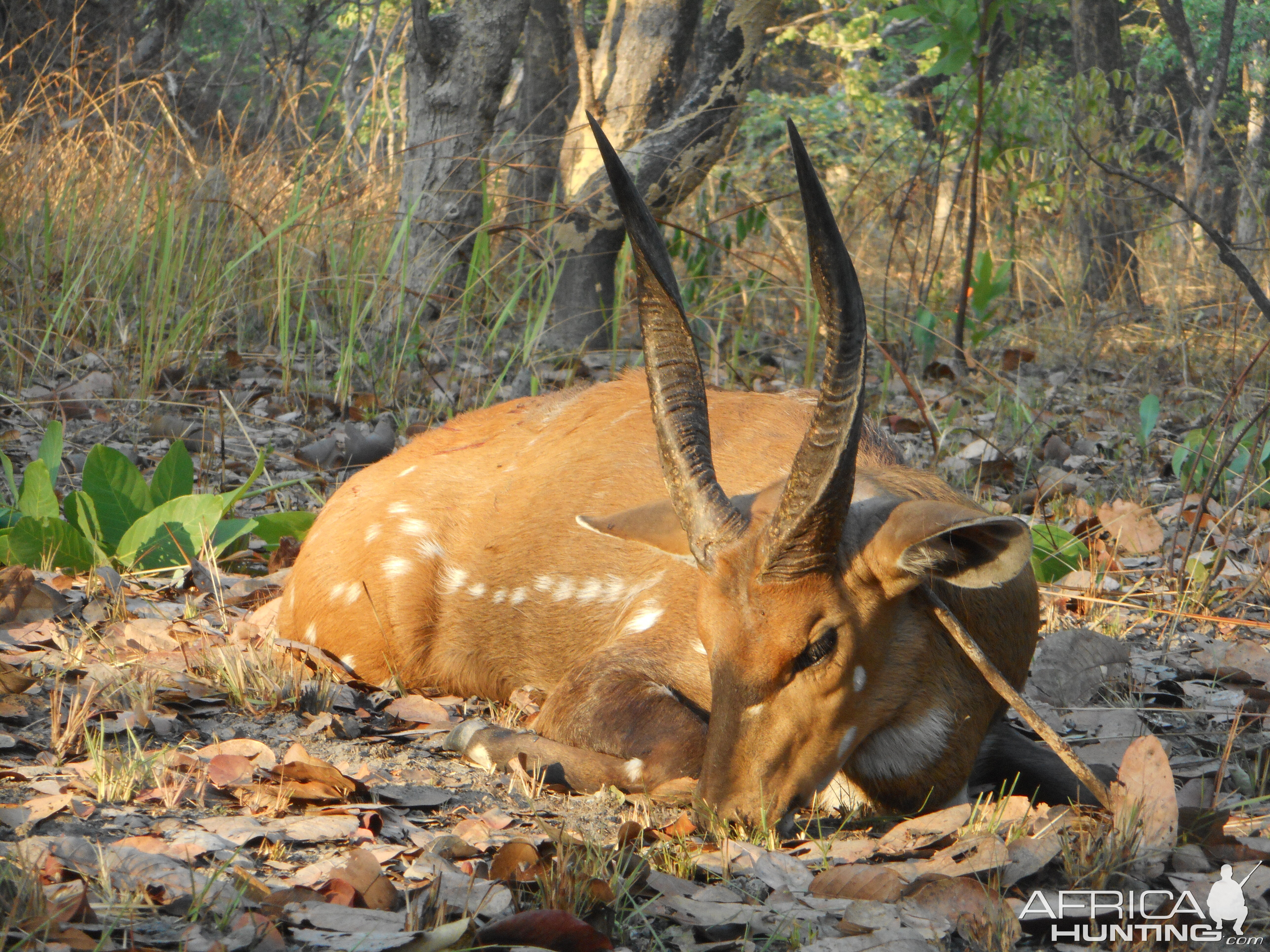 Bushbuck Hunt Oct/Nov 2016