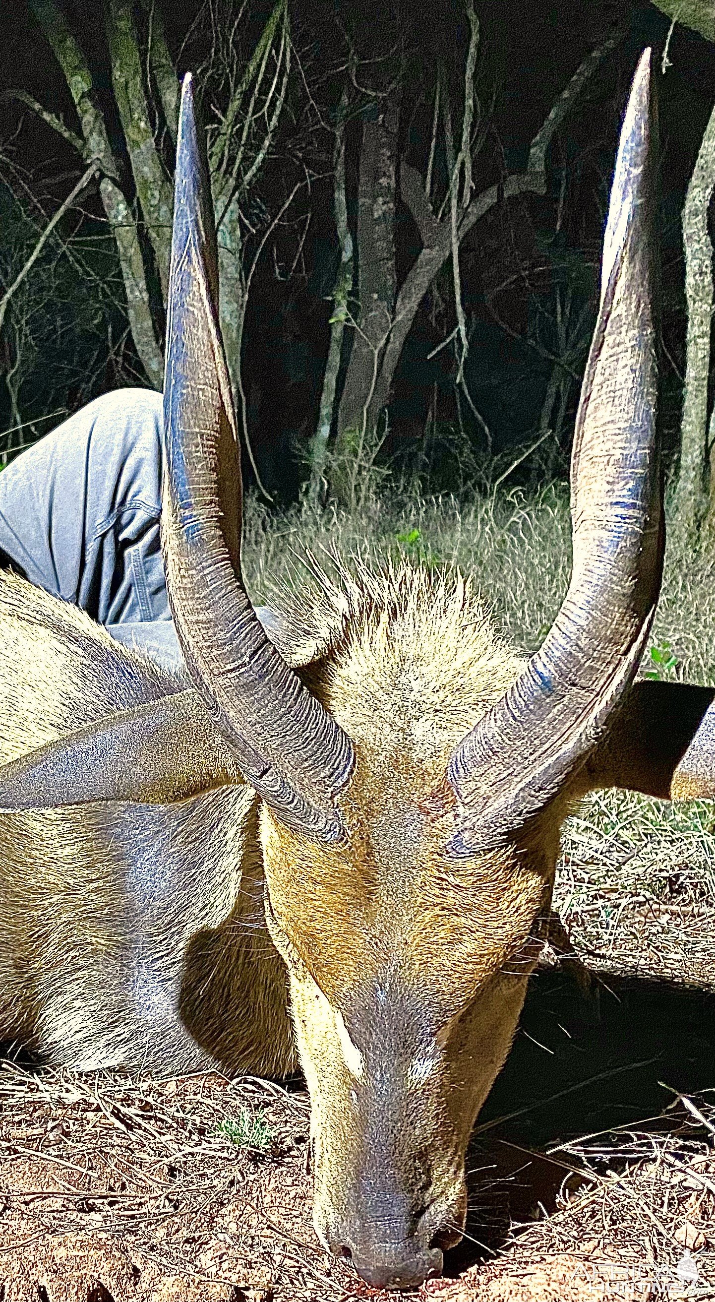 Bushbuck Hunt South Africa