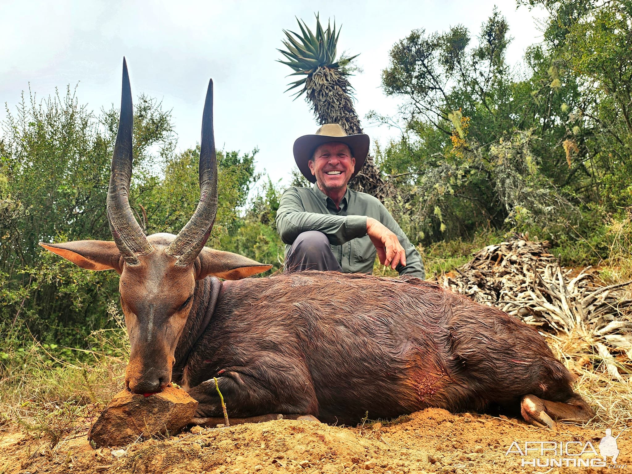 Bushbuck Hunt South Africa