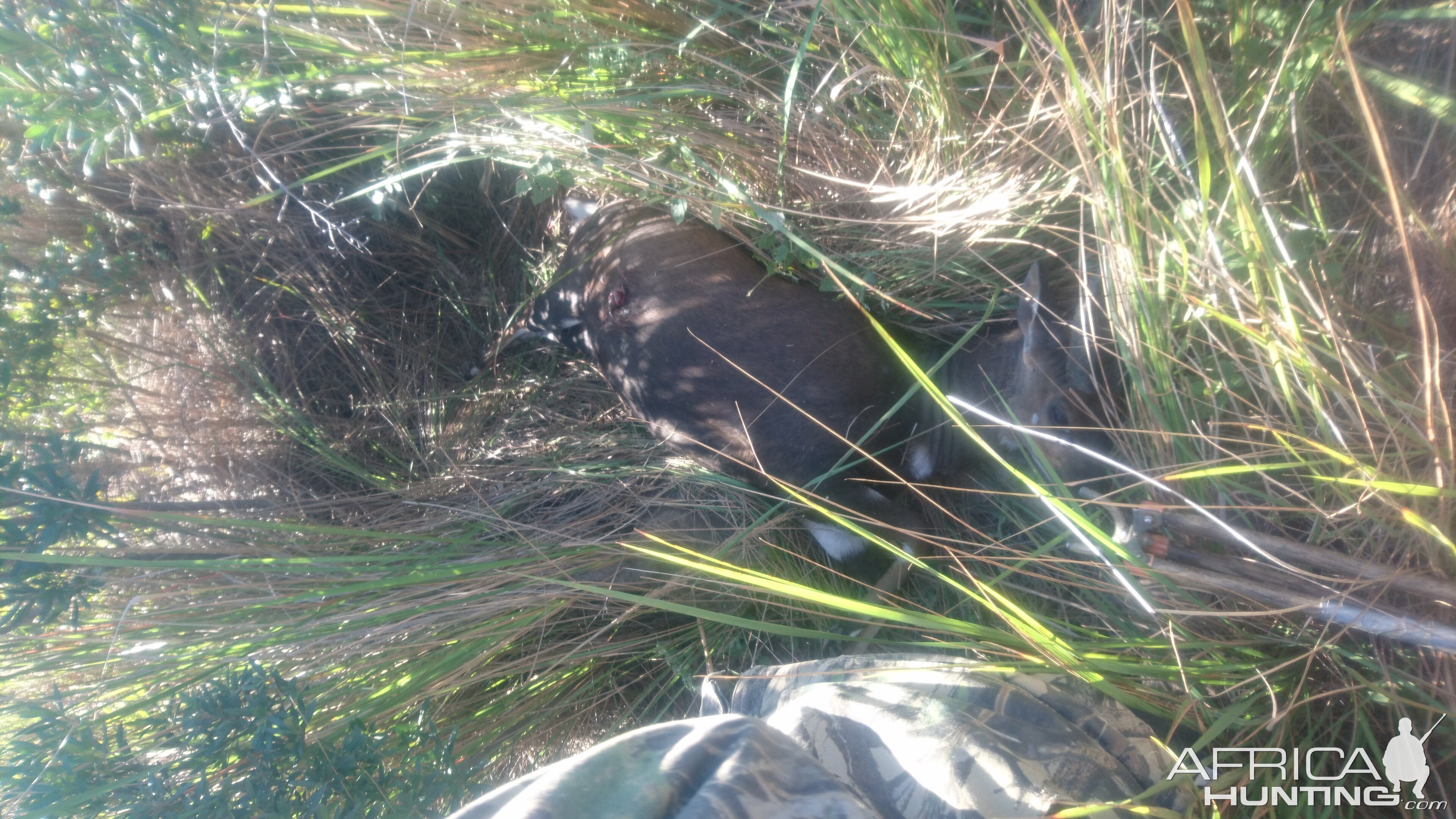 Bushbuck Hunt South Africa