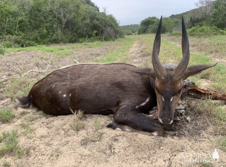 Bushbuck Hunt South Africa