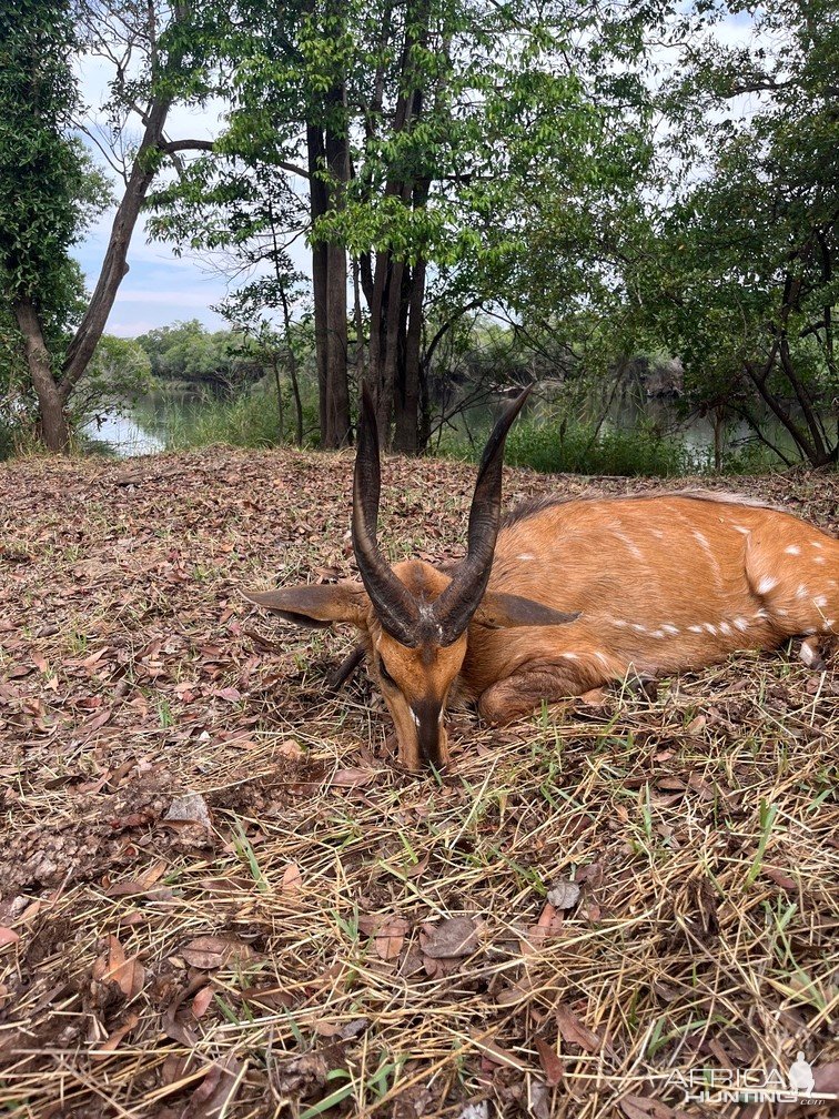 Bushbuck Hunt Takeri Private Reserve Zambia