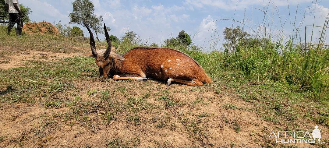 Bushbuck Hunt Uganda