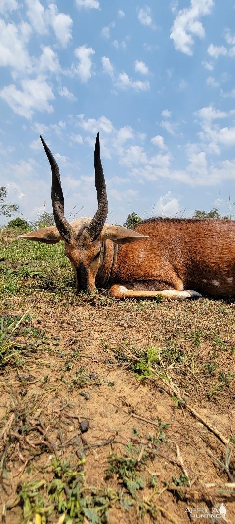 Bushbuck Hunt Uganda