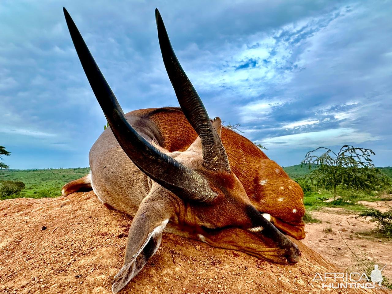 Bushbuck Hunt Uganda