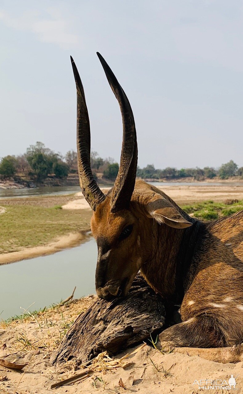 Bushbuck Hunt Zambia