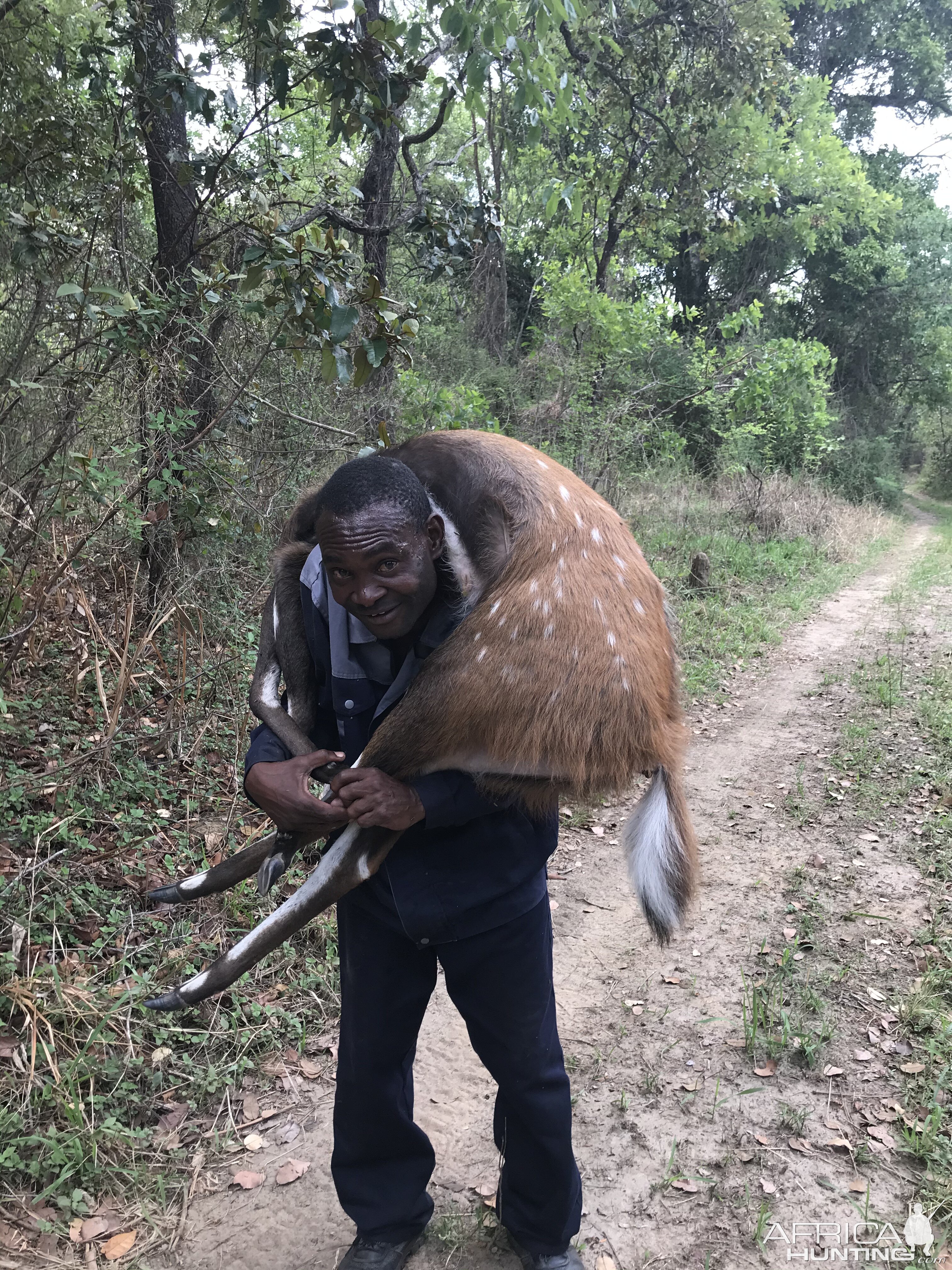 Bushbuck Hunt Zambia