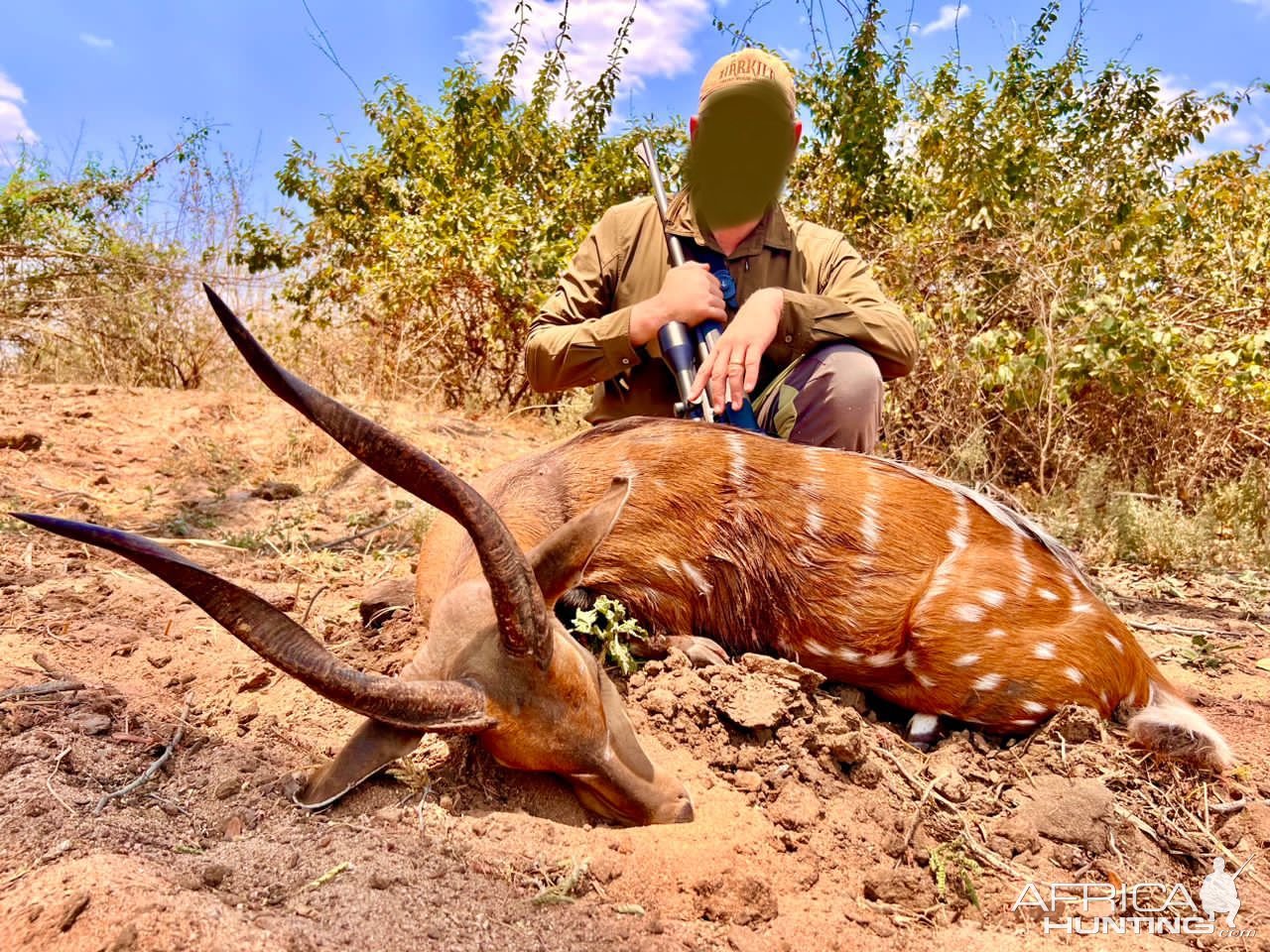 Bushbuck Hunt Zambia