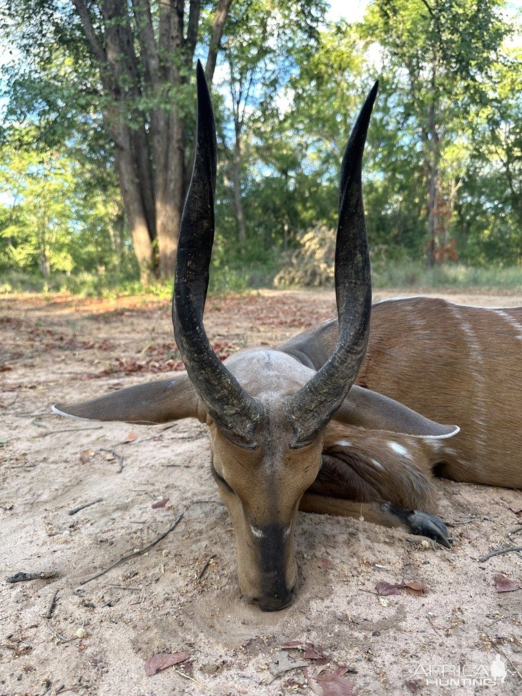 Bushbuck Hunt Zimbabwe