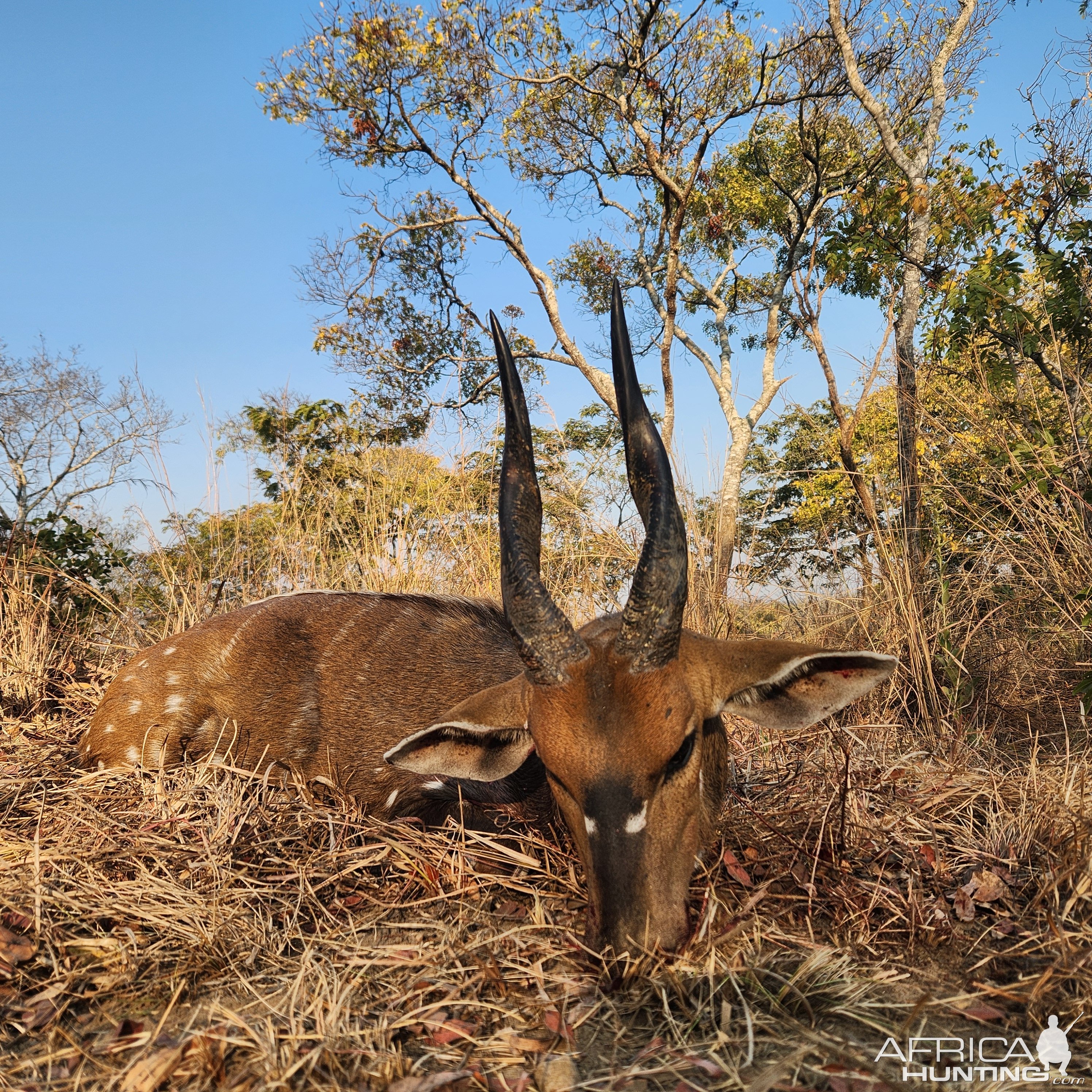 Bushbuck Hunt Zimbabwe