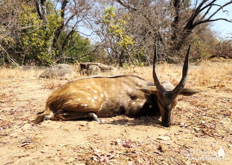 Bushbuck Hunt Zimbabwe