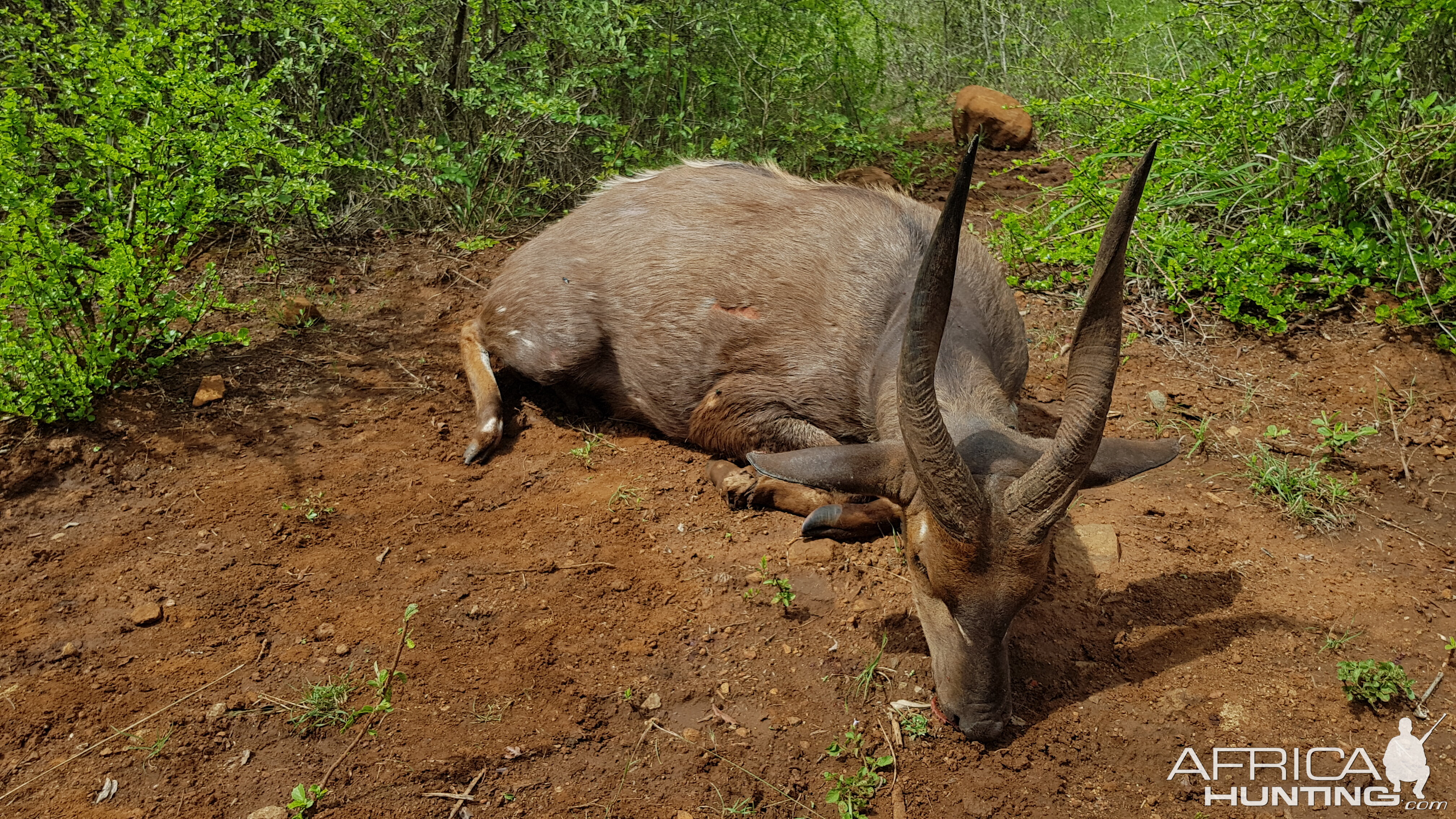 Bushbuck Hunt