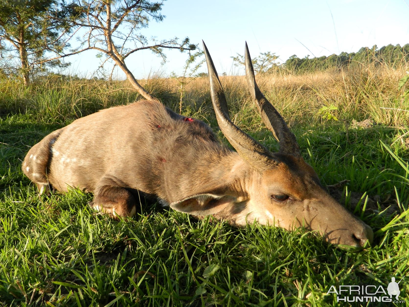 Bushbuck Hunting Eastern Cape South Africa