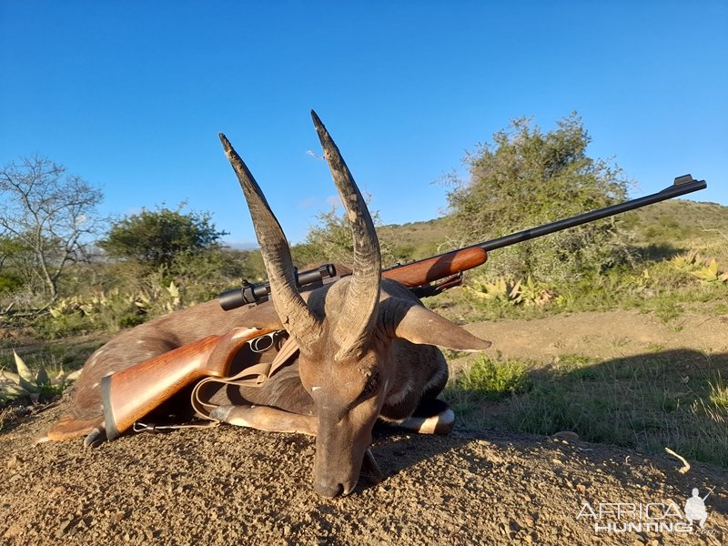 Bushbuck Hunting Karoo South Africa