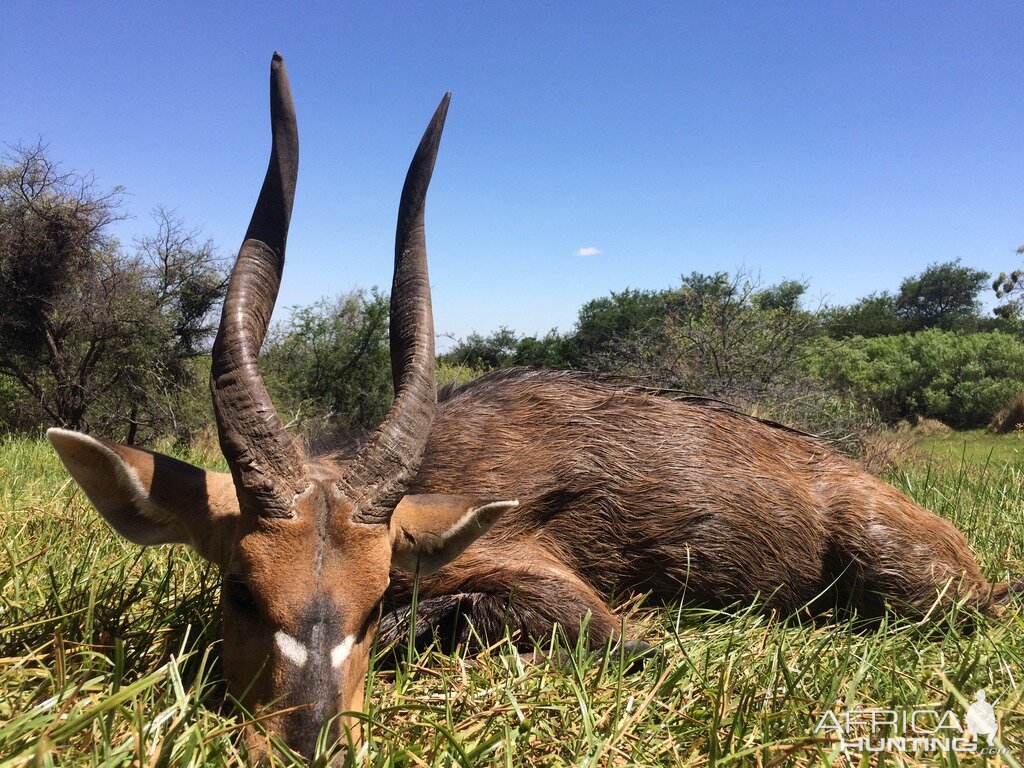 Bushbuck  Hunting South Africa