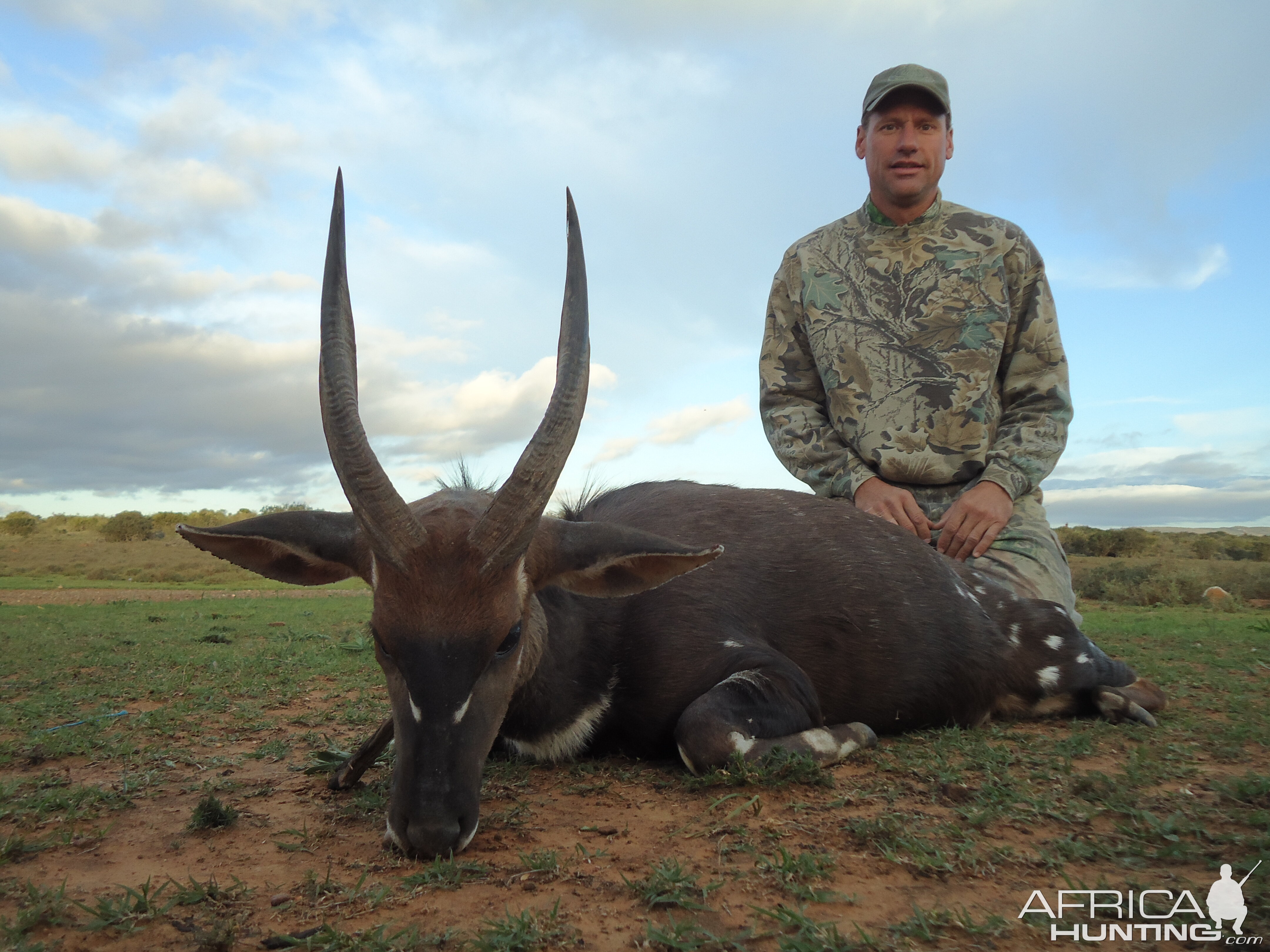 Bushbuck  Hunting South Africa