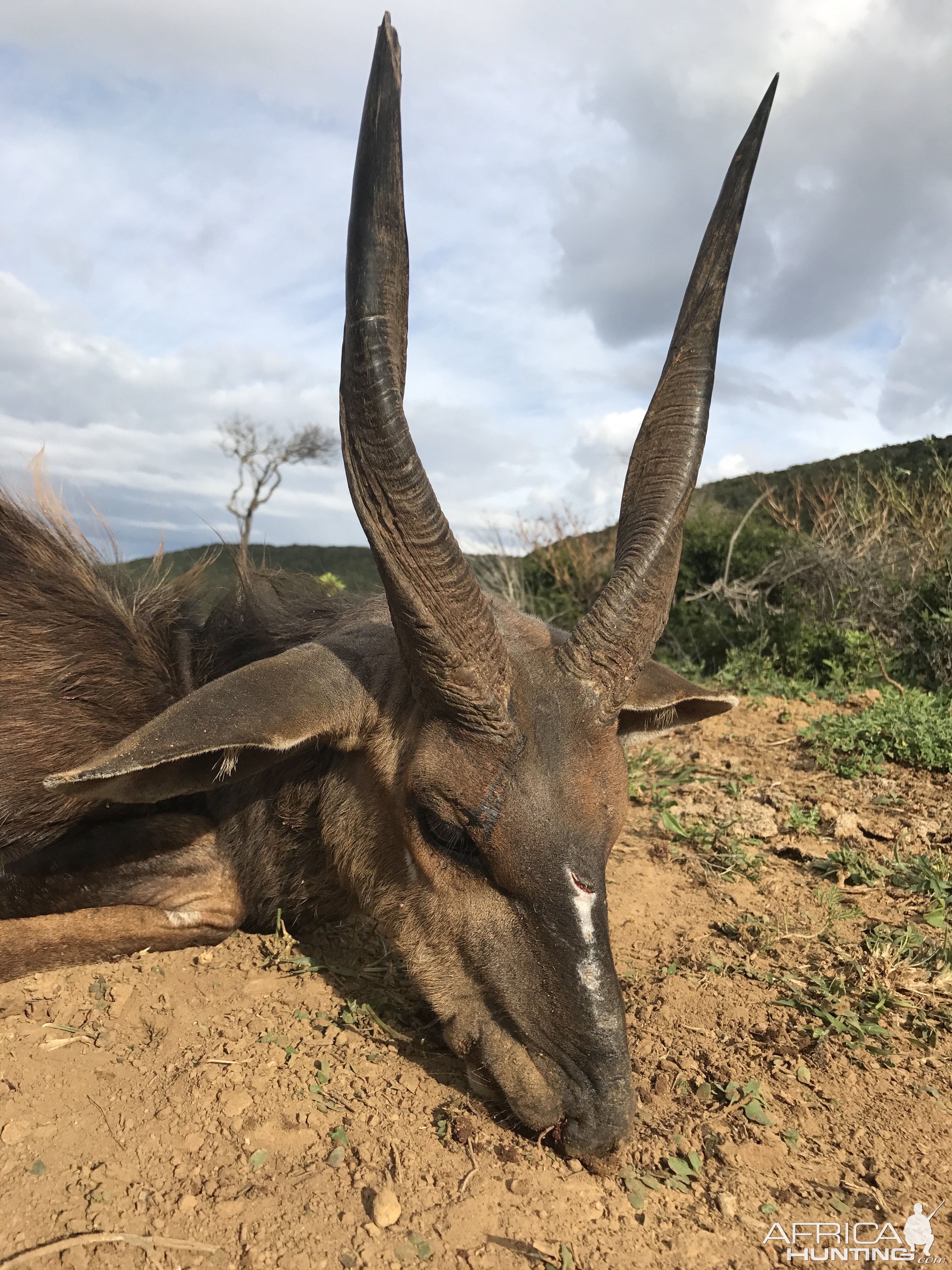 Bushbuck Hunting South Africa