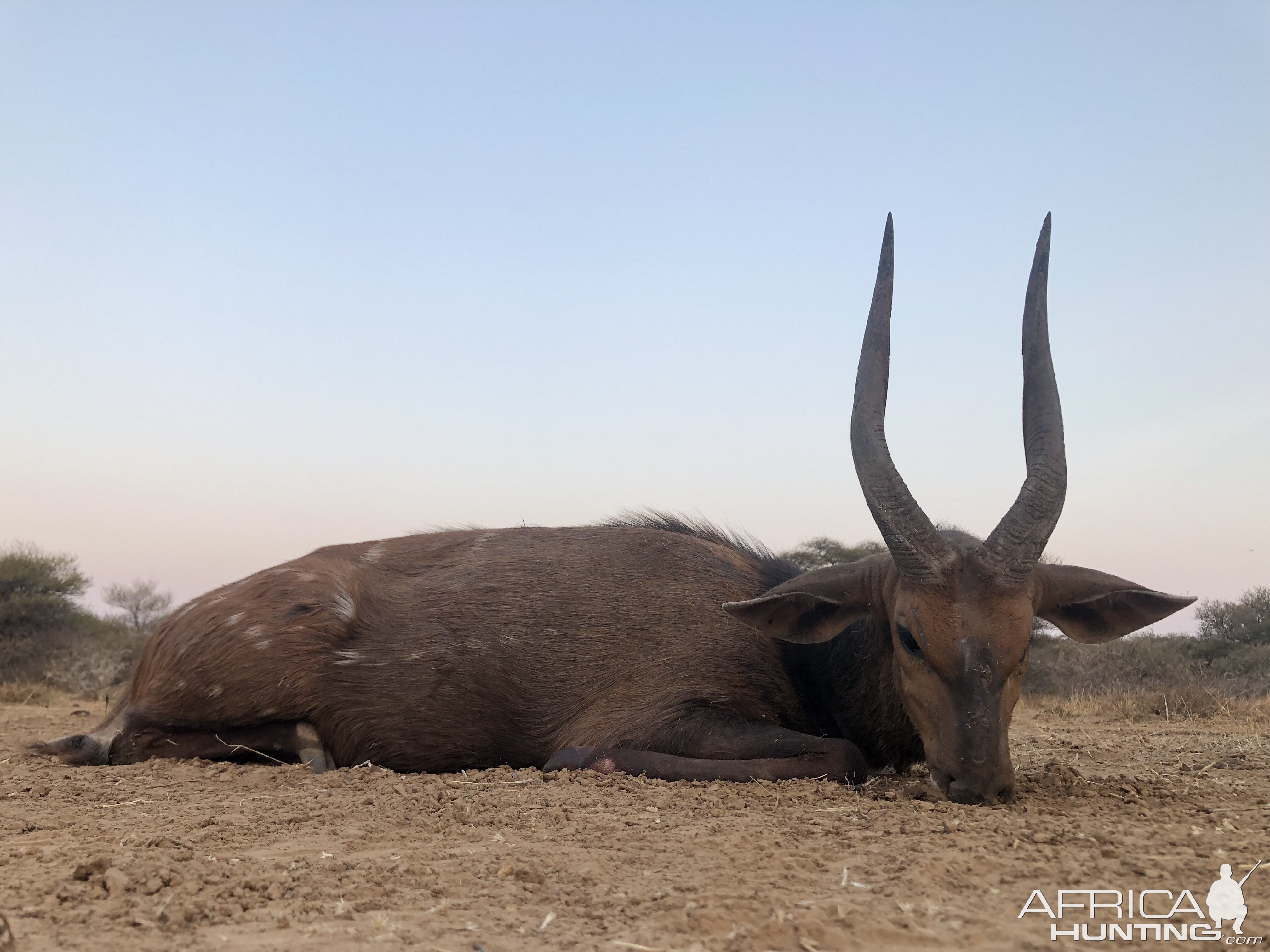 Bushbuck Hunting South Africa