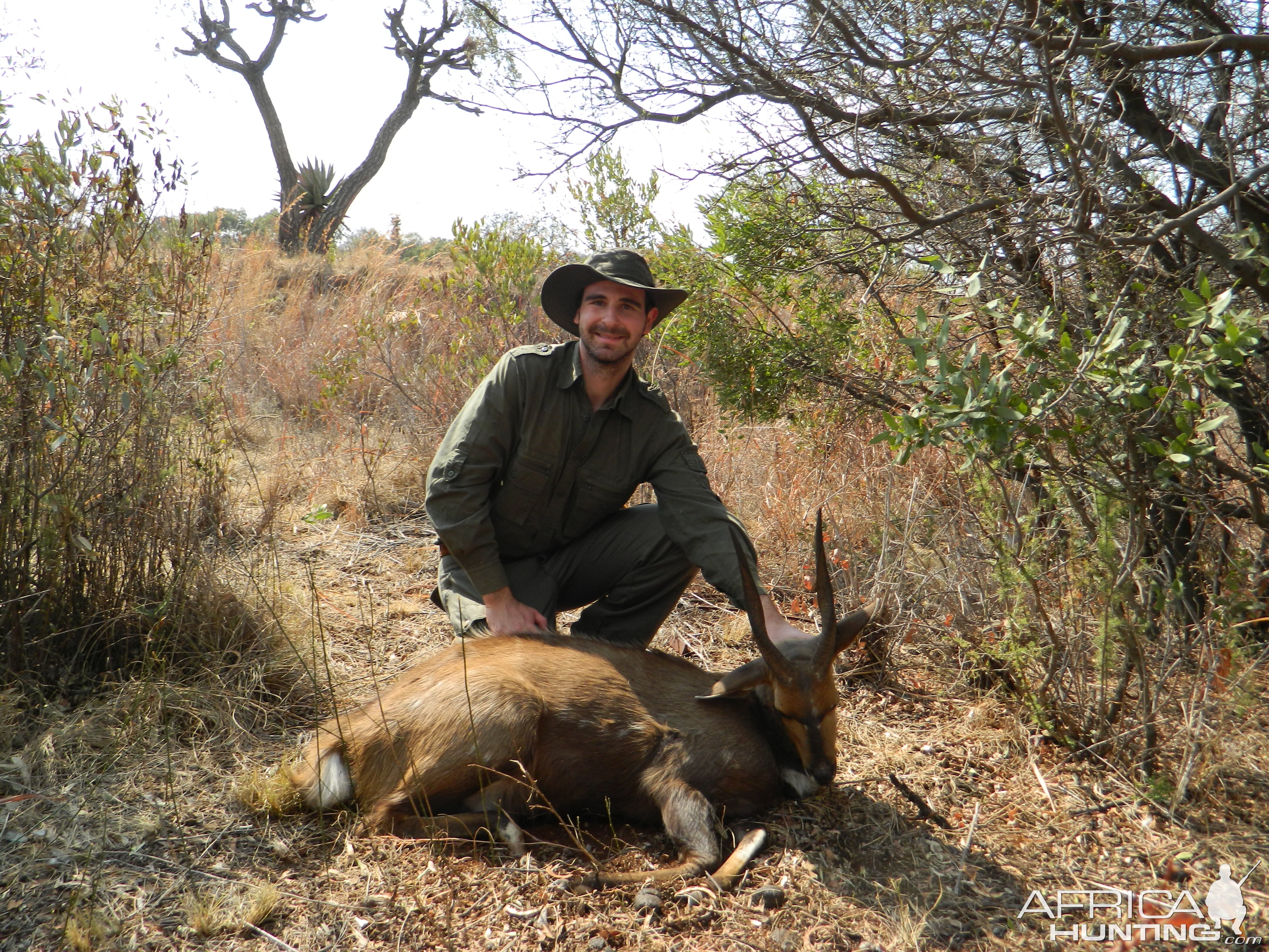 Bushbuck in Mpumalanga