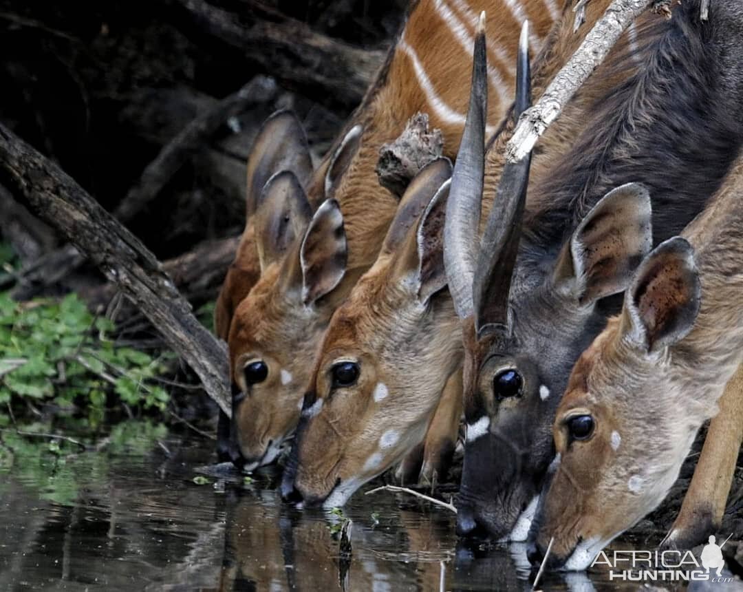 Bushbuck in South Africa