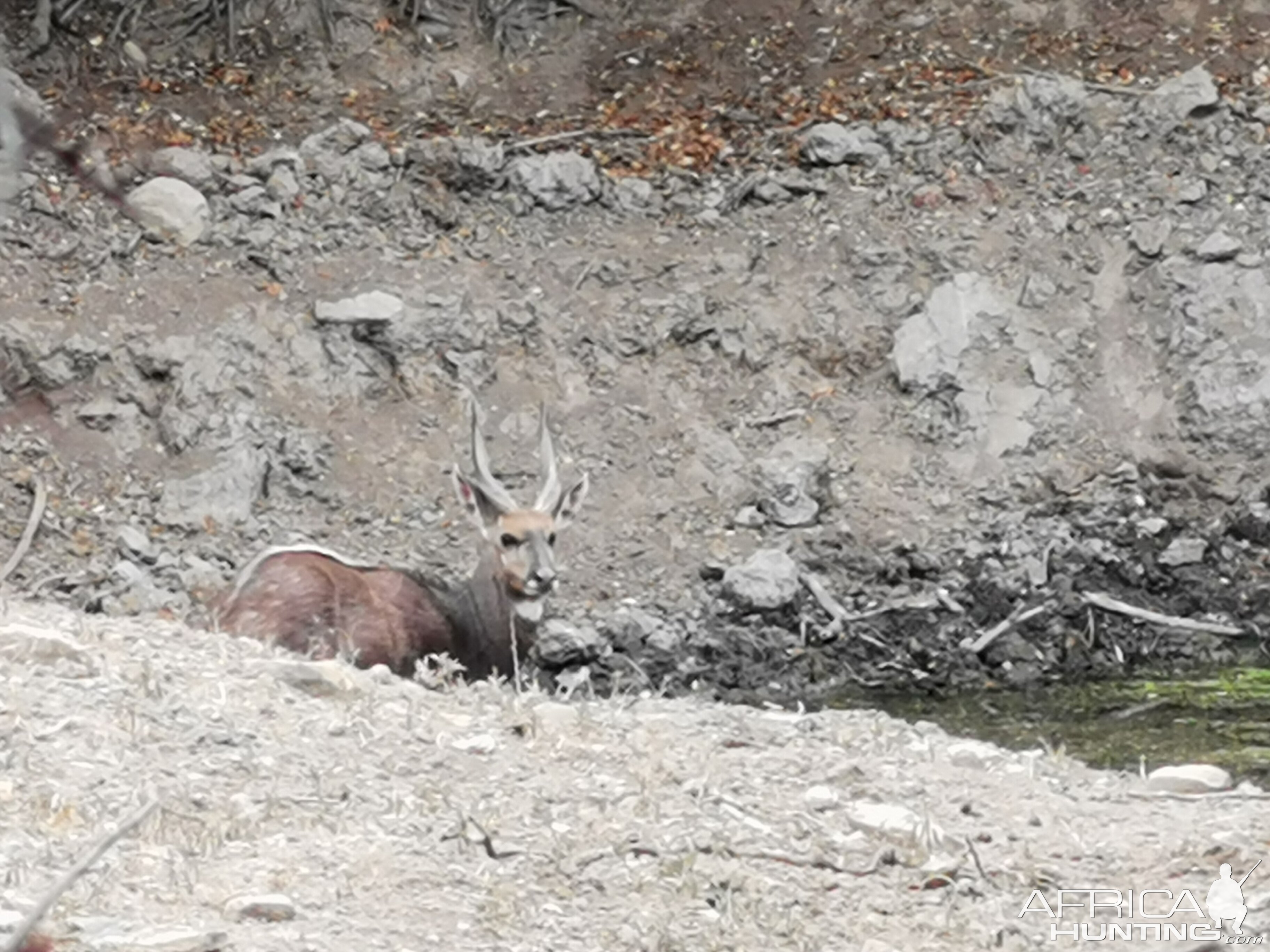 Bushbuck in South Africa