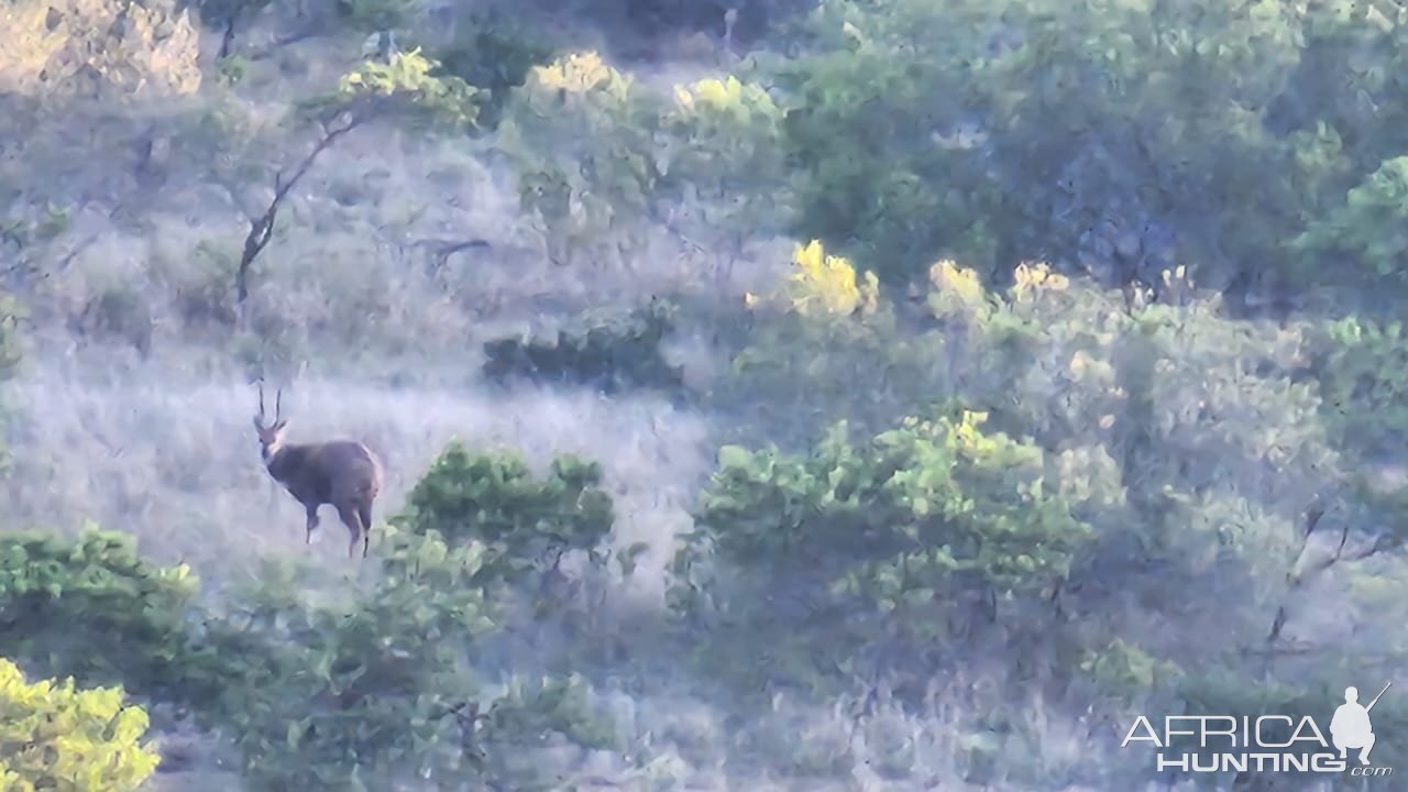 Bushbuck Karoo Coast South Africa