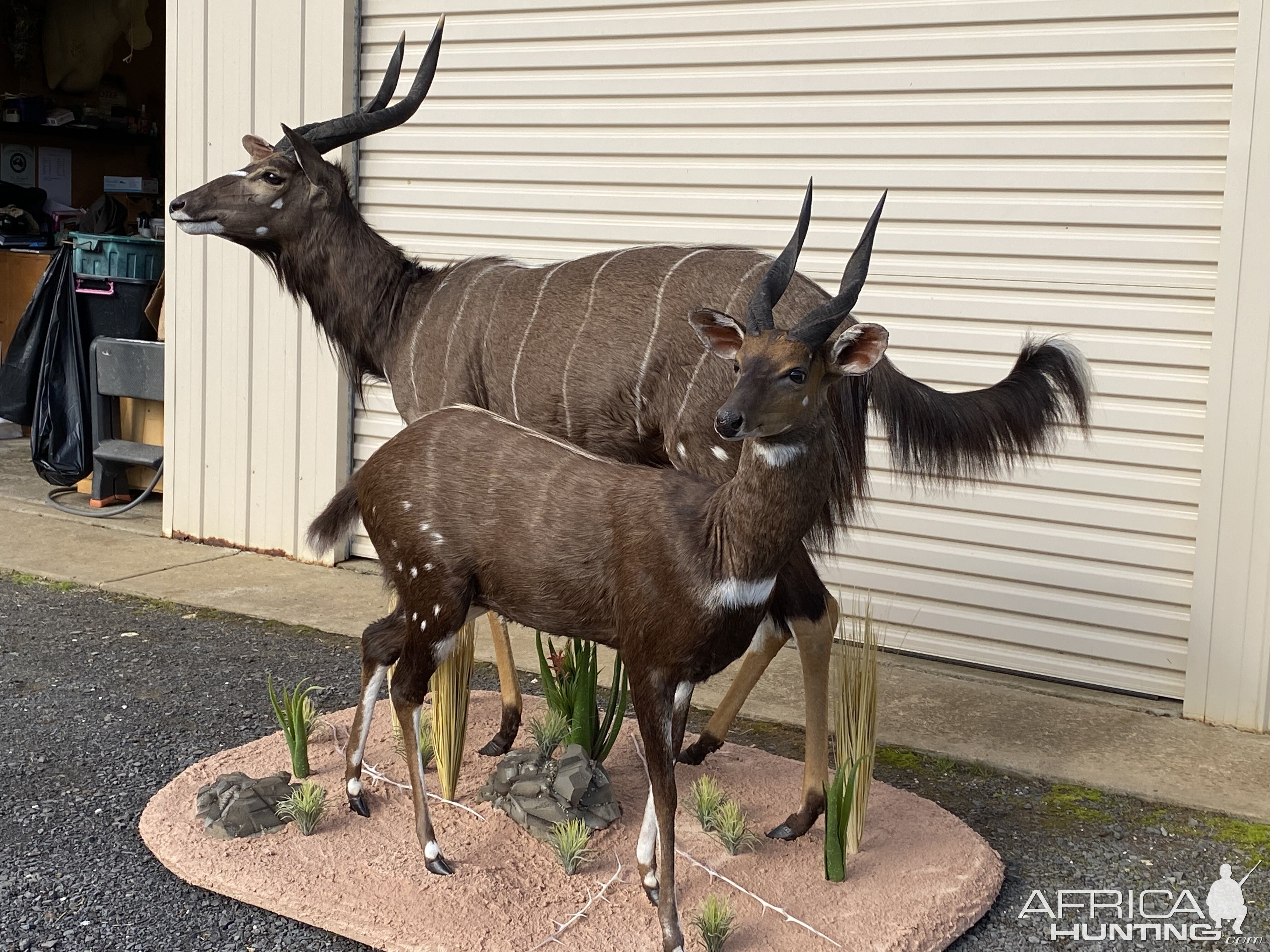 Bushbuck & Nyala Full Mount Taxidermy