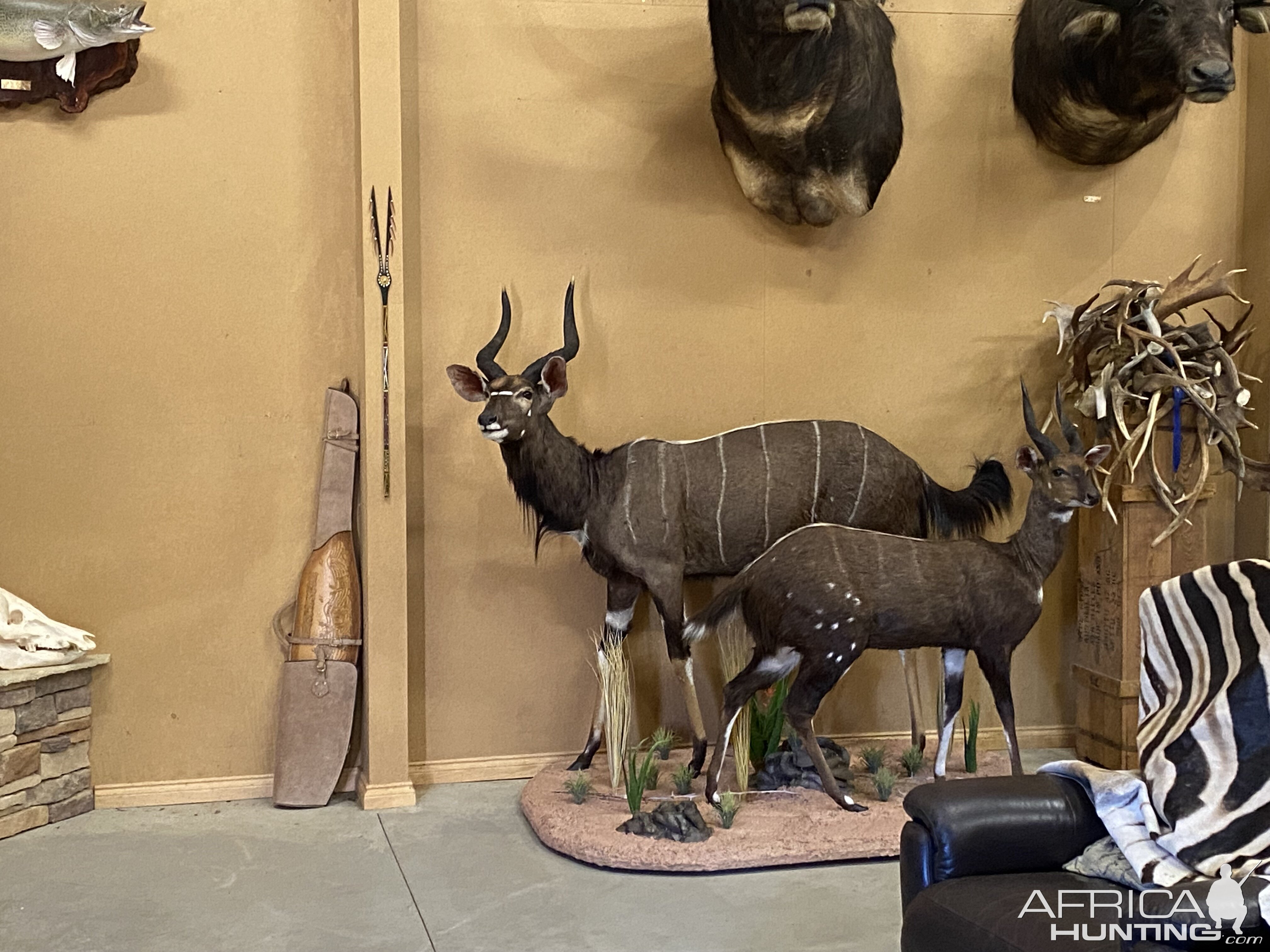 Bushbuck & Nyala Full Mount Taxidermy