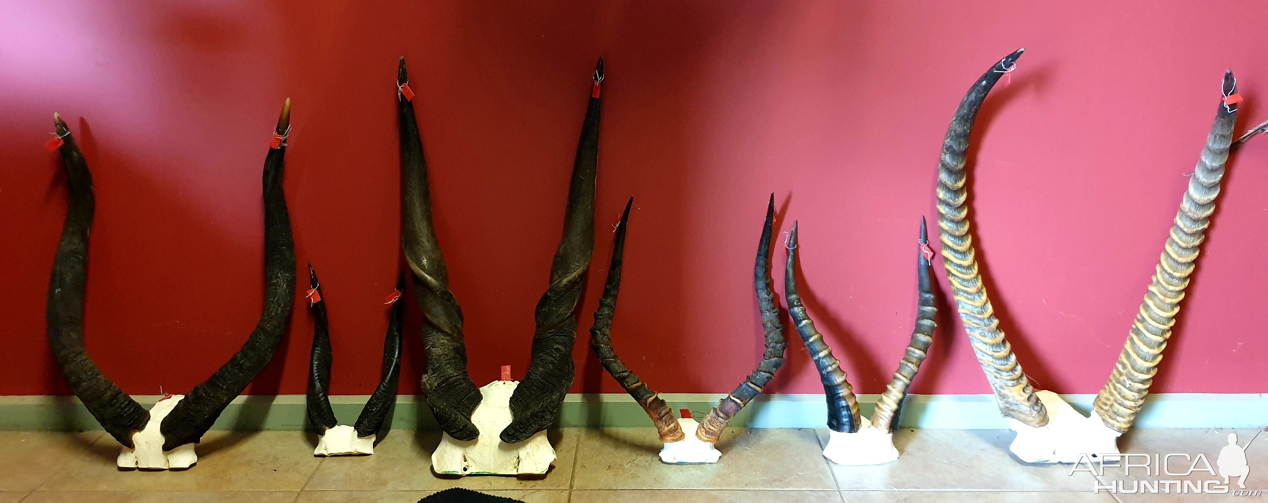 Bushbuck, Nyala, Impala, Eland, Blesbok Waterbuck Horns Taxidermy