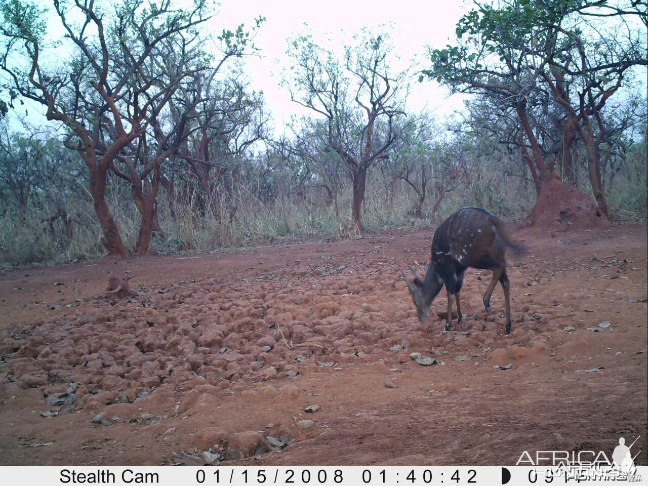 Bushbuck on Trail Camera