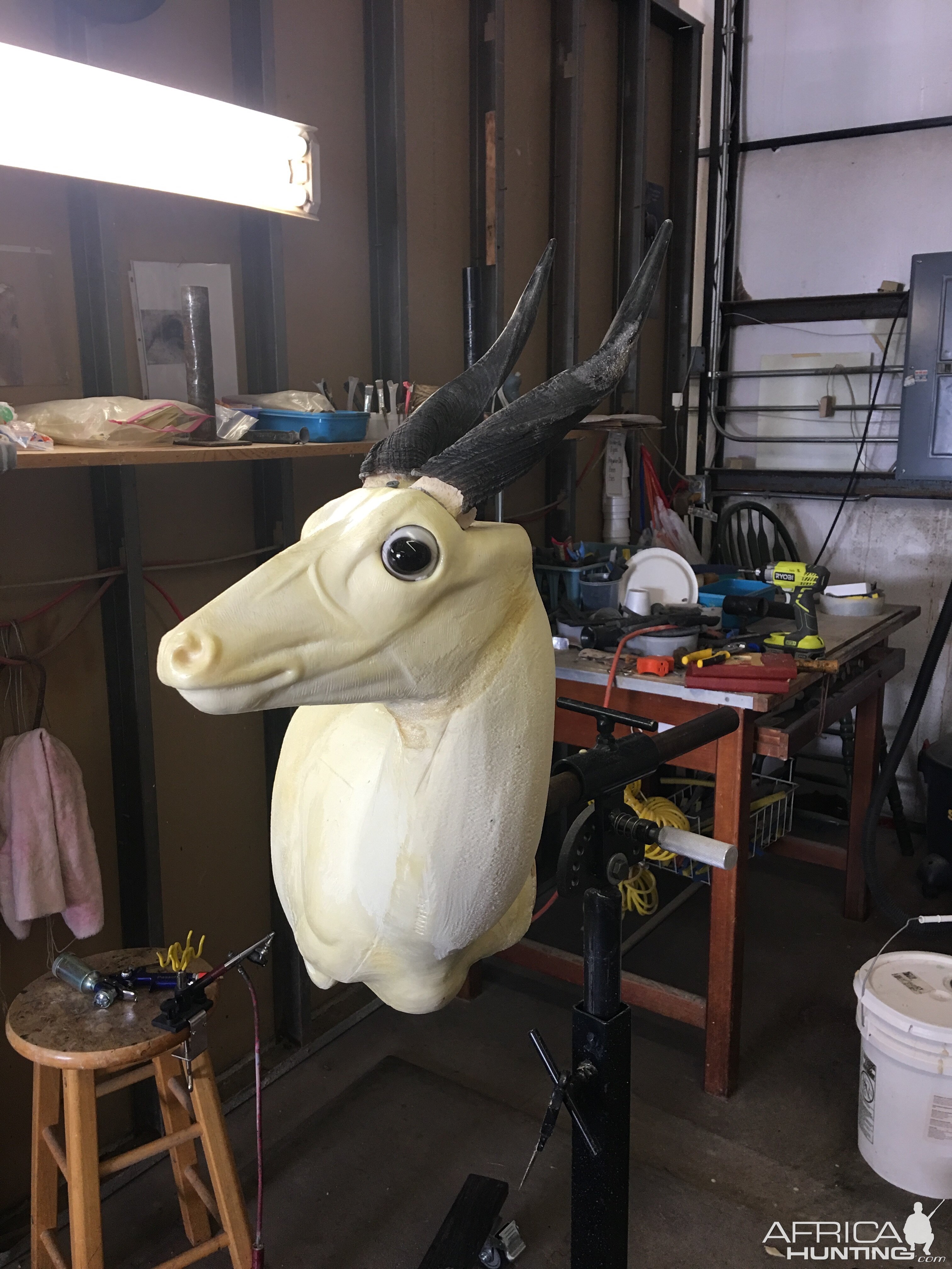 Bushbuck Shoulder Mount Taxidermy Progress