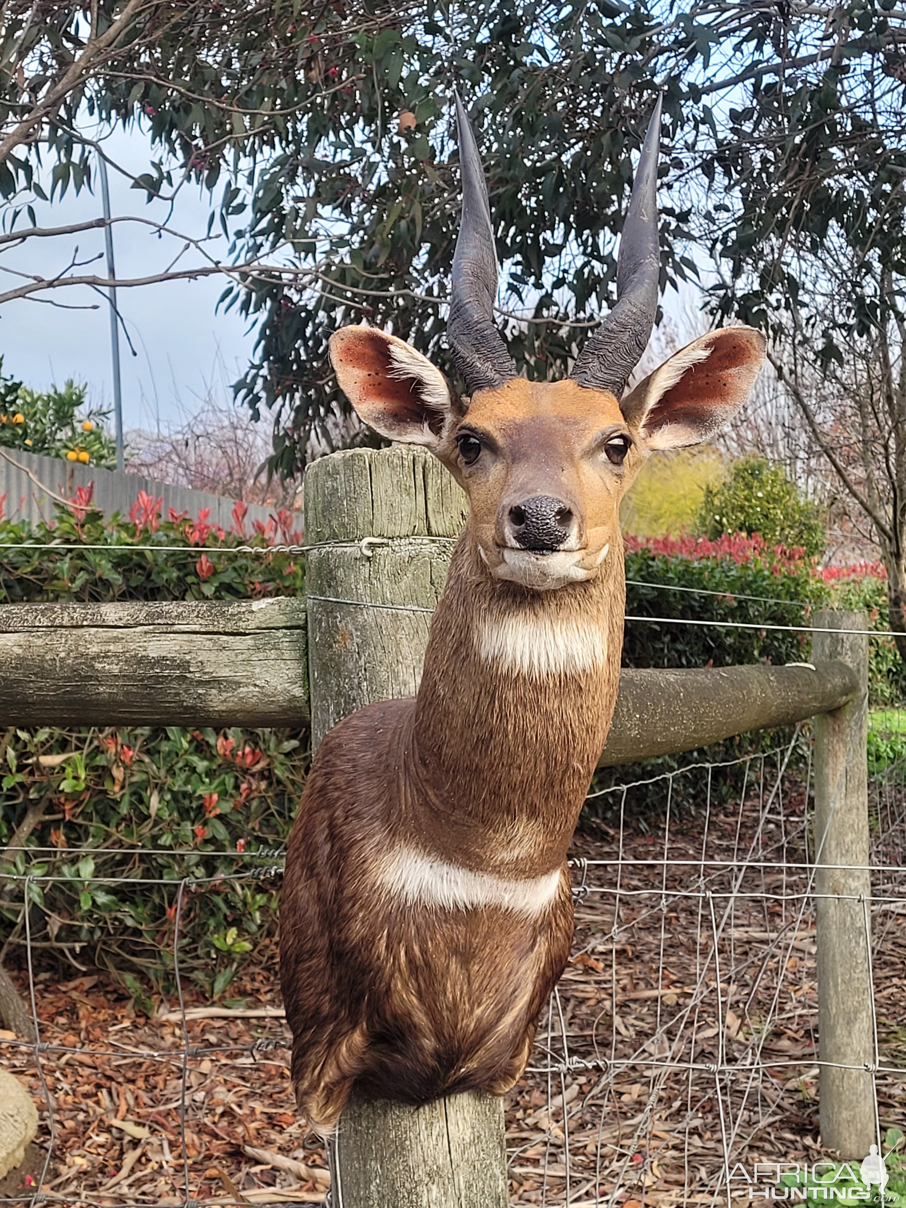 Bushbuck Shoulder mount Taxidermy