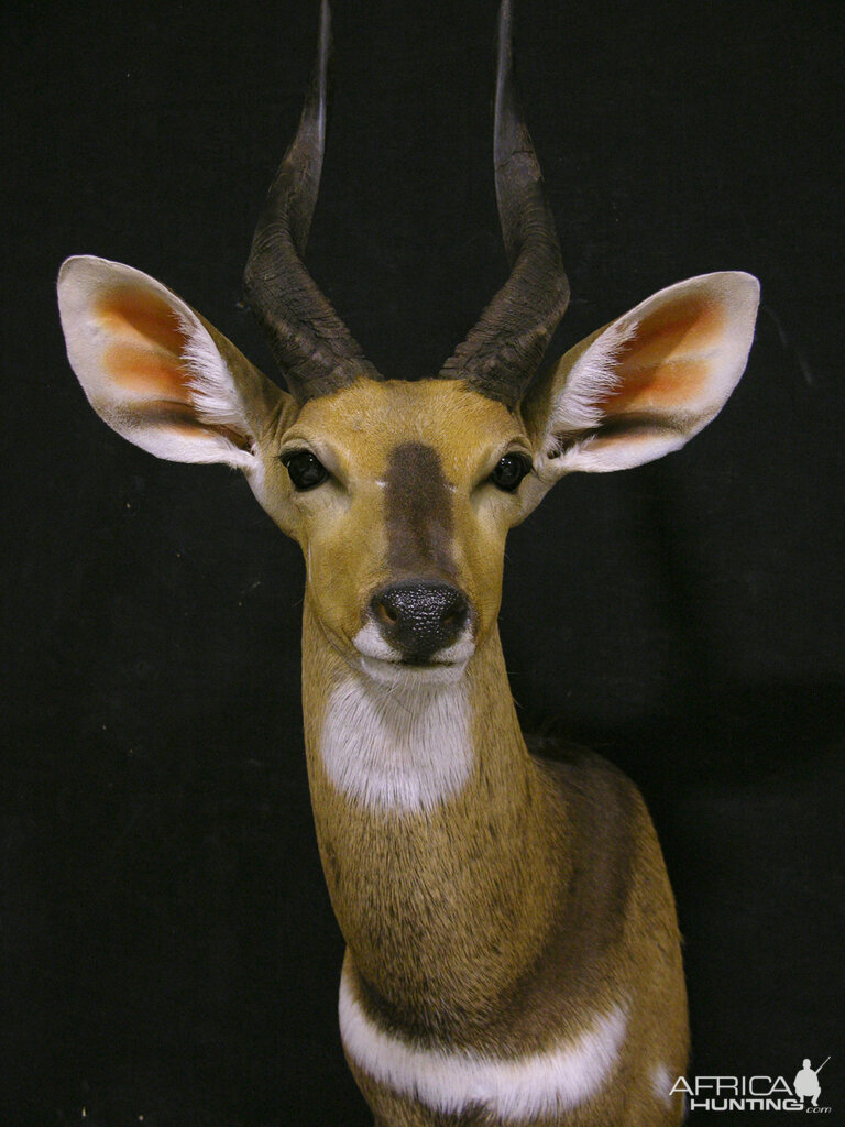 Bushbuck Shoulder Mount Taxidermy