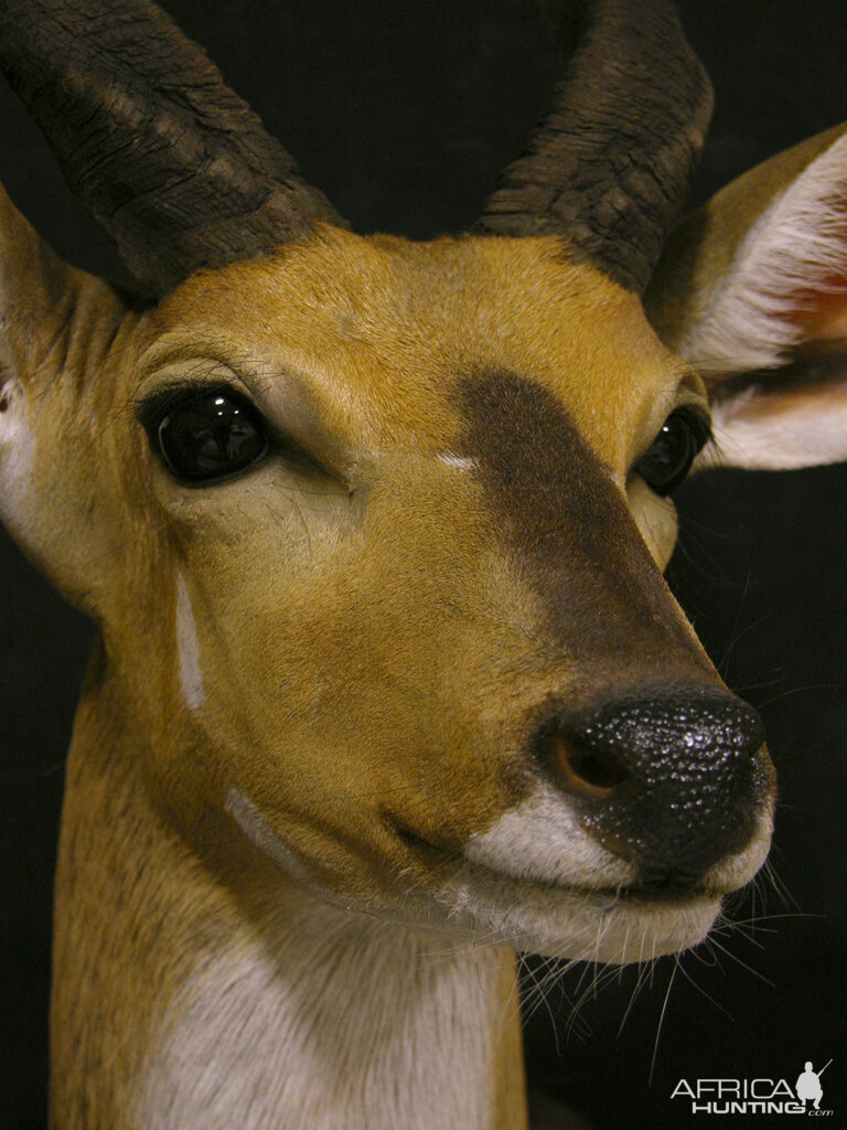 Bushbuck Shoulder Mount Taxidermy