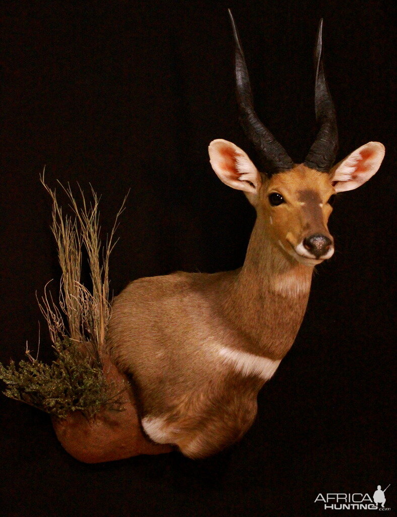 Bushbuck Shoulder Mount Taxidermy