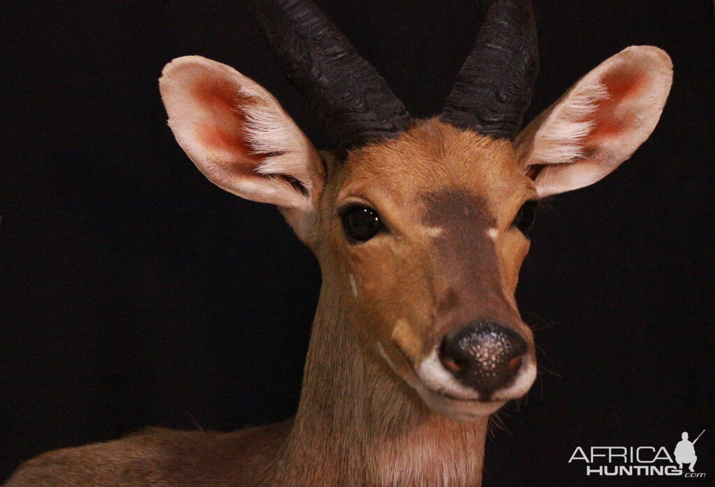 Bushbuck Shoulder Mount Taxidermy