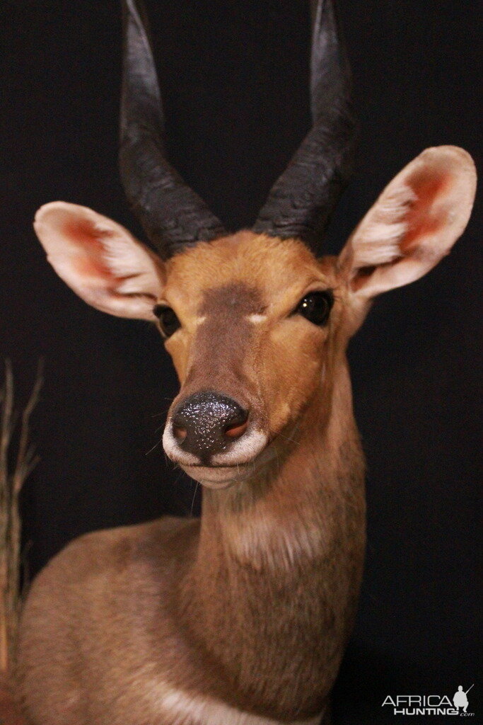 Bushbuck Shoulder Mount Taxidermy