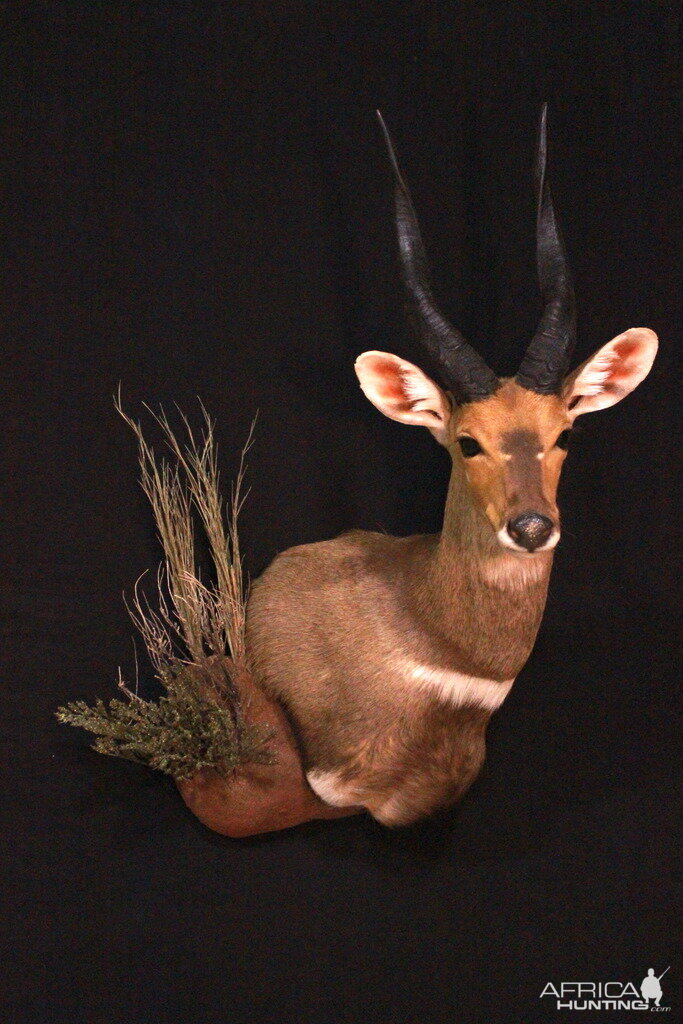 Bushbuck Shoulder Mount Taxidermy