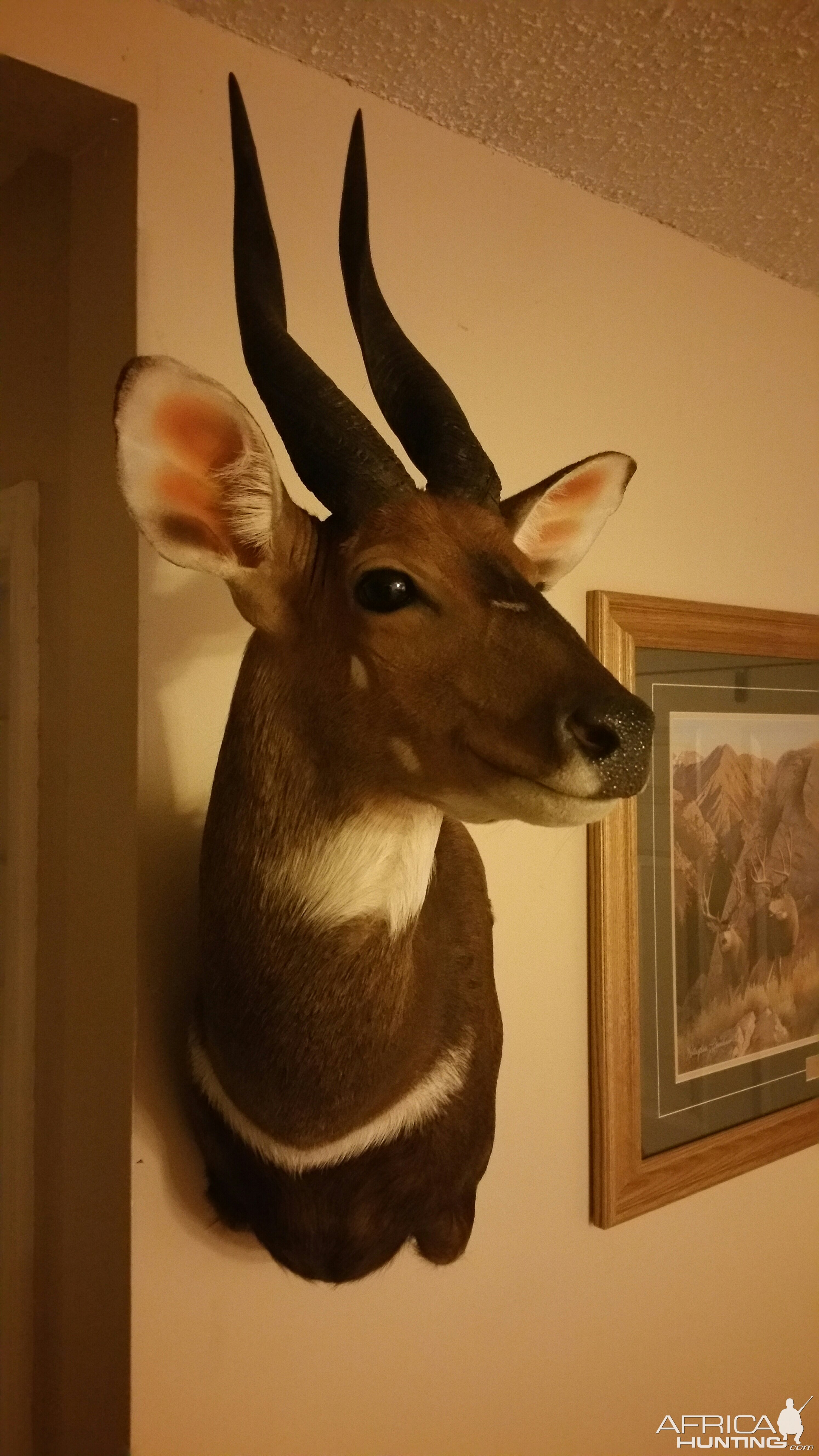 Bushbuck Shoulder Mount Taxidermy