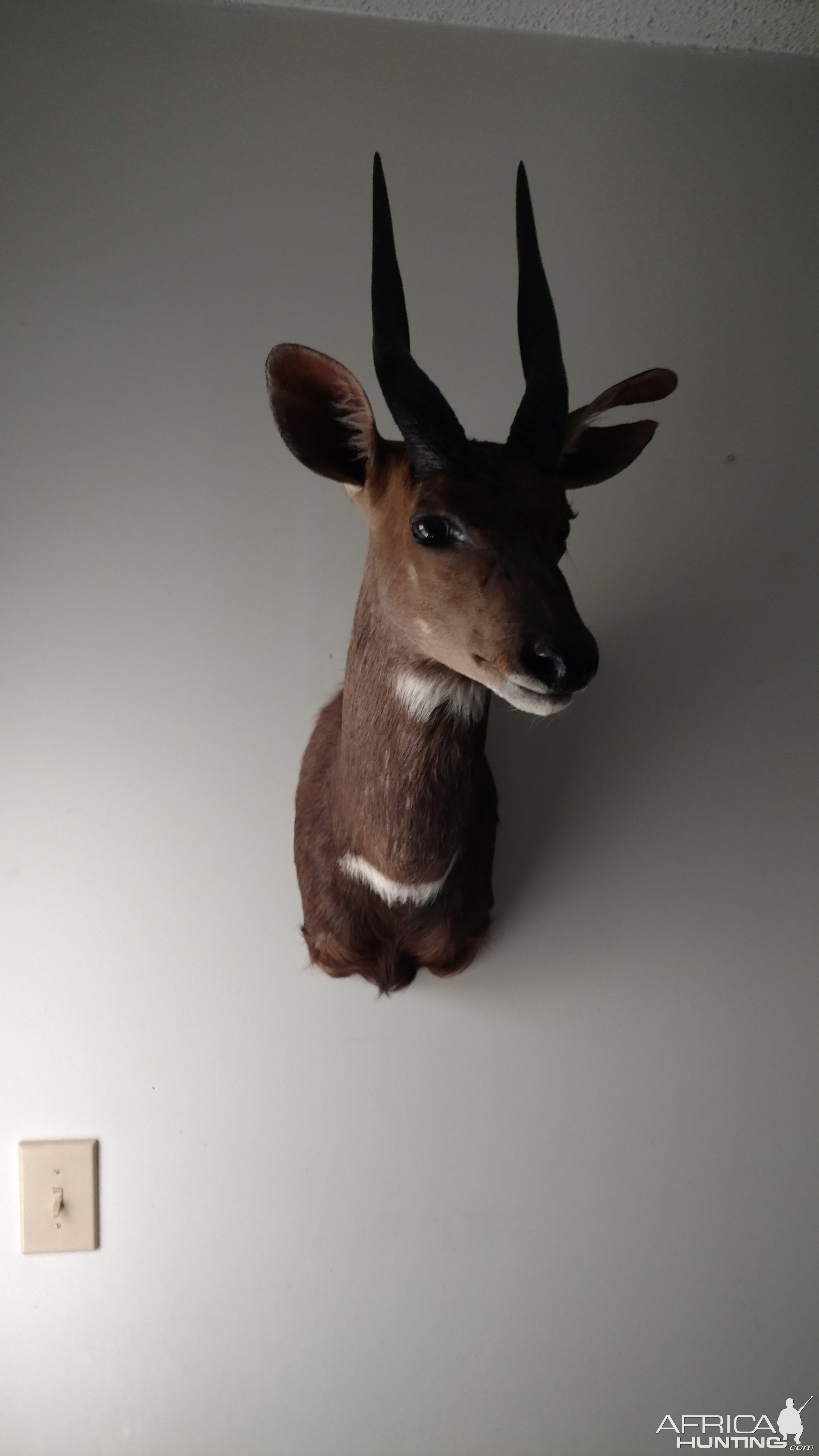 Bushbuck Shoulder Mount Taxidermy