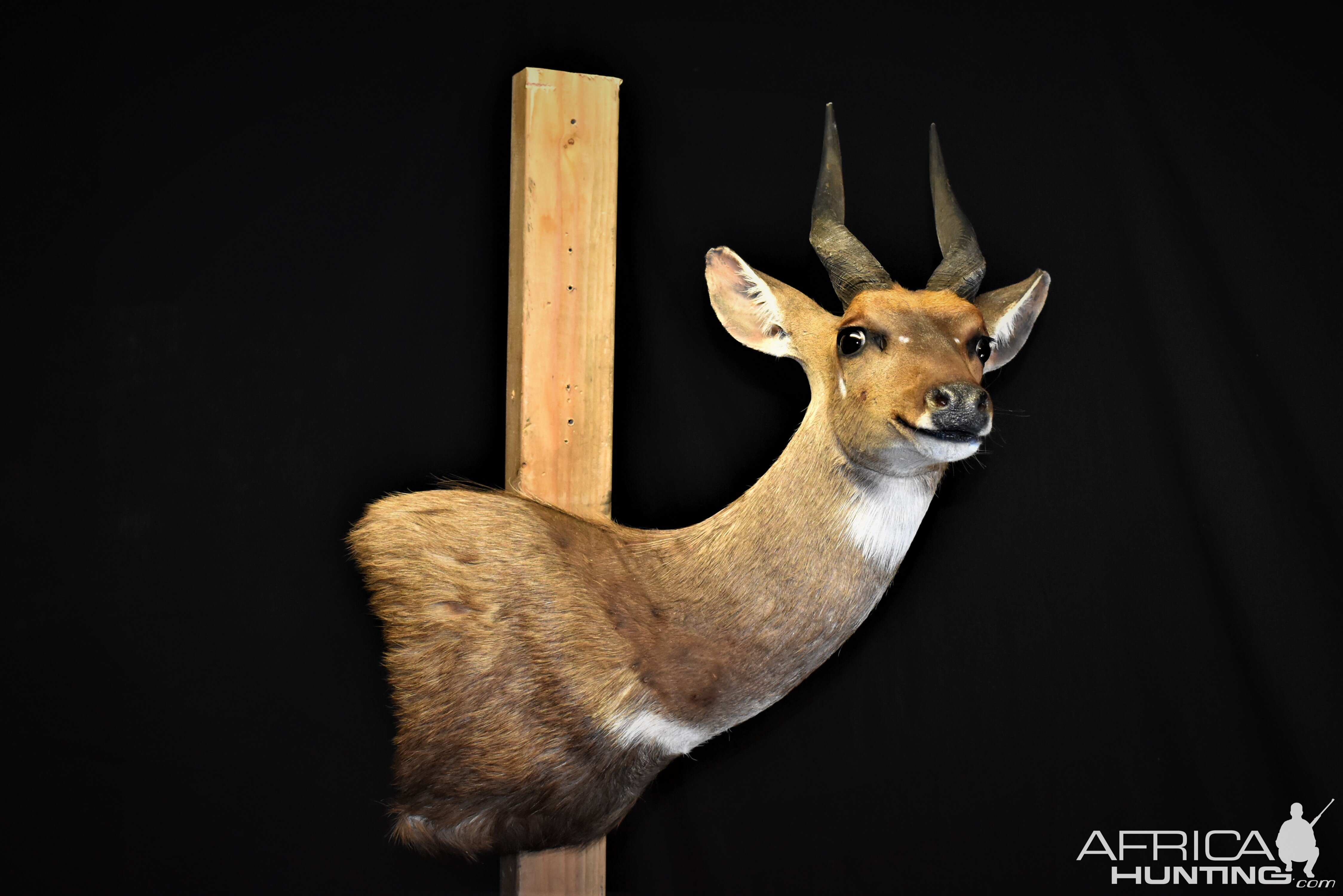 Bushbuck Shoulder Mount Taxidermy